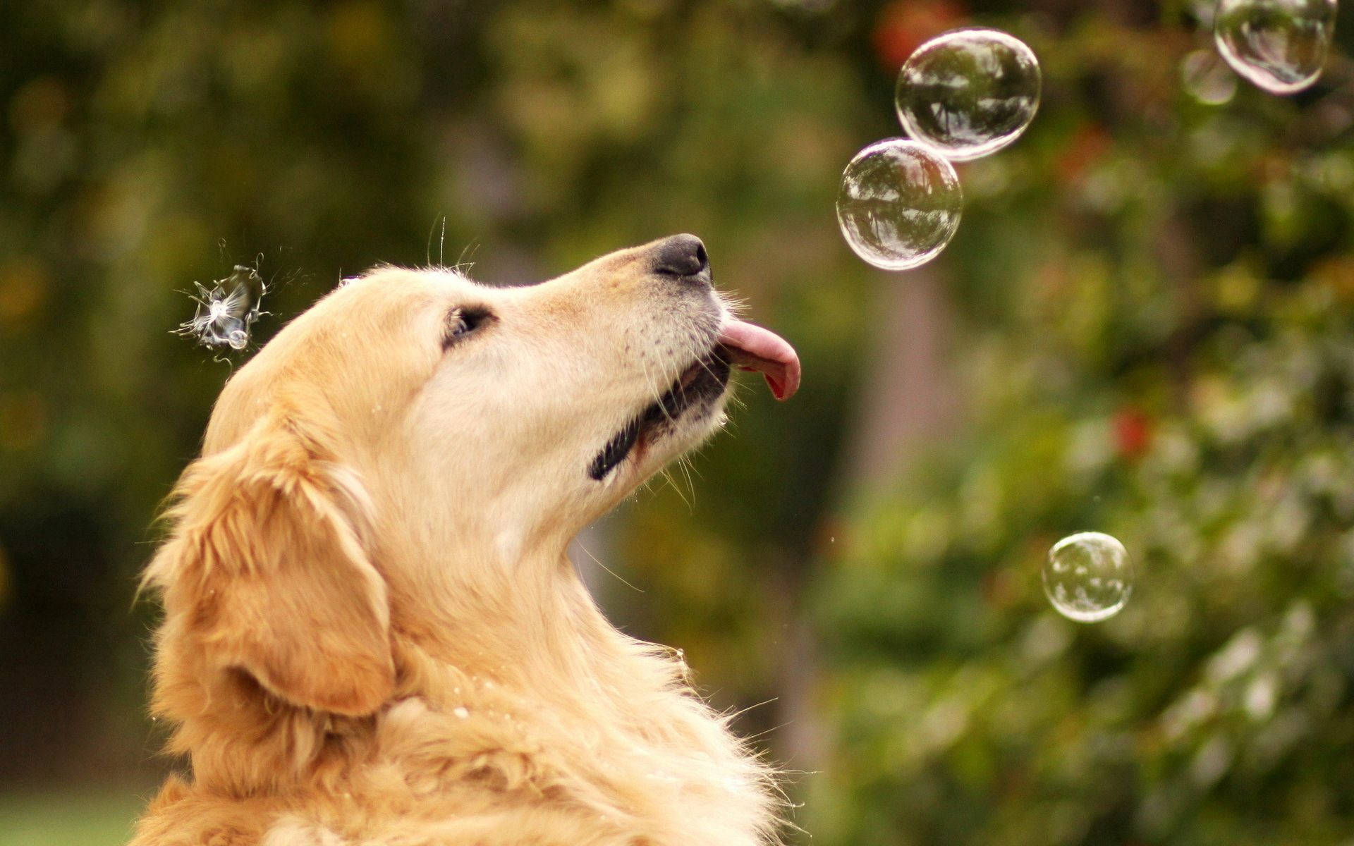 Denne golden retriever elsker at lege med bobler! Wallpapers