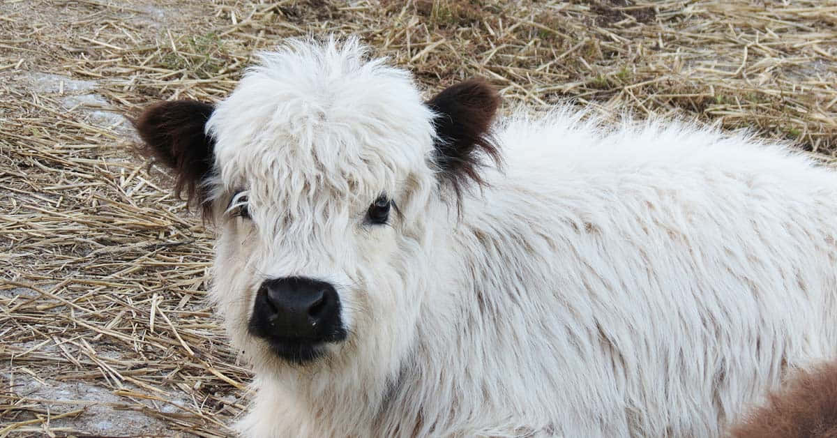 Denne nuttede lille ko er helt igennem bedårende Wallpapers