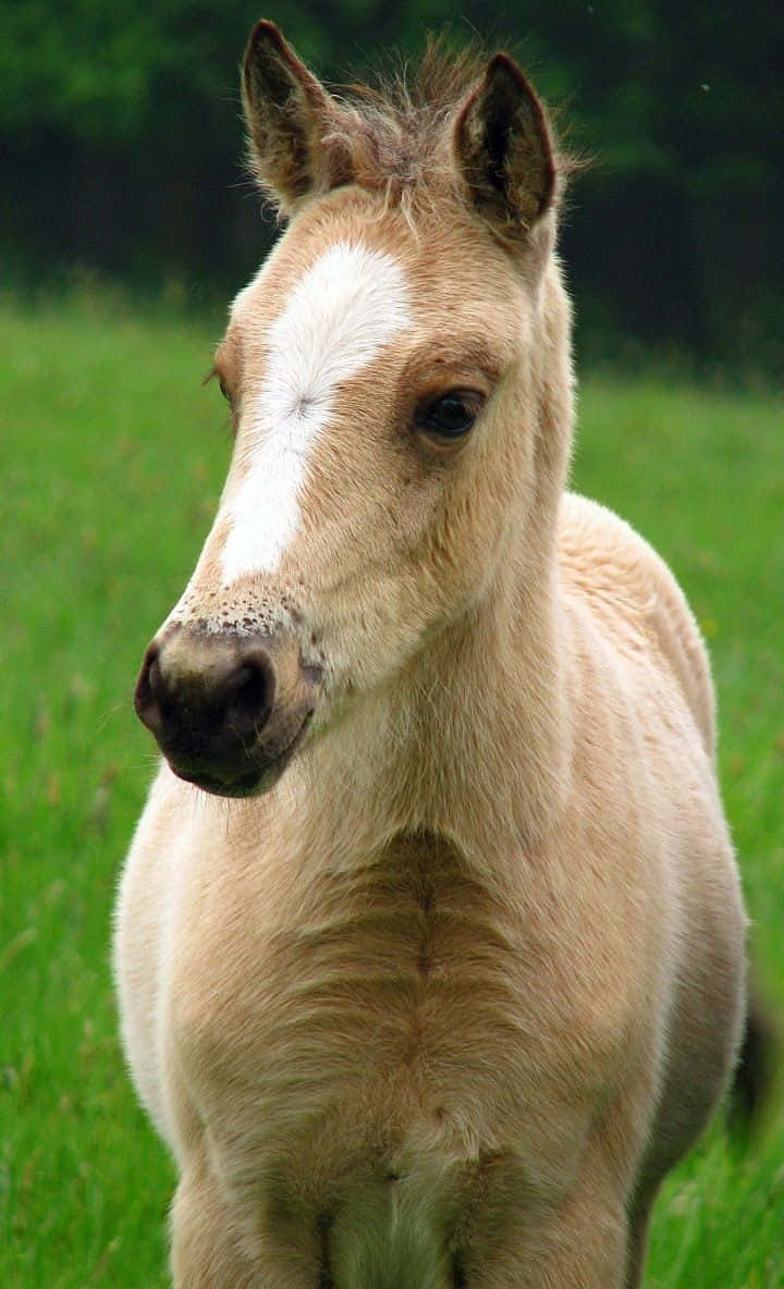 Denne søde hest er klar til at tage dig med på eventyr Wallpapers