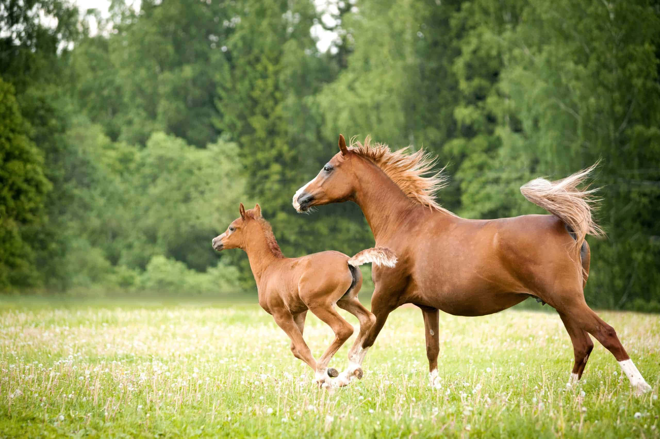 Denne søde hest viser, at man kan se charmerende ud selv med en masse hår! Wallpapers