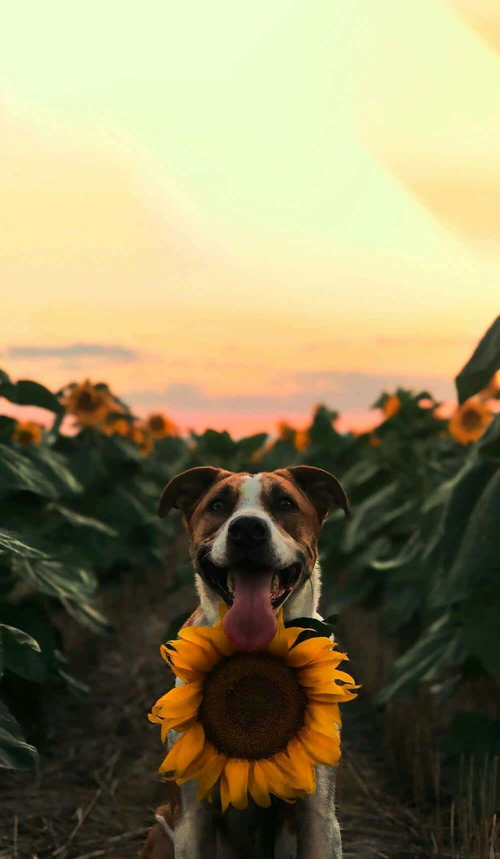 Denne søde lille hund har en fantastisk stil Wallpapers