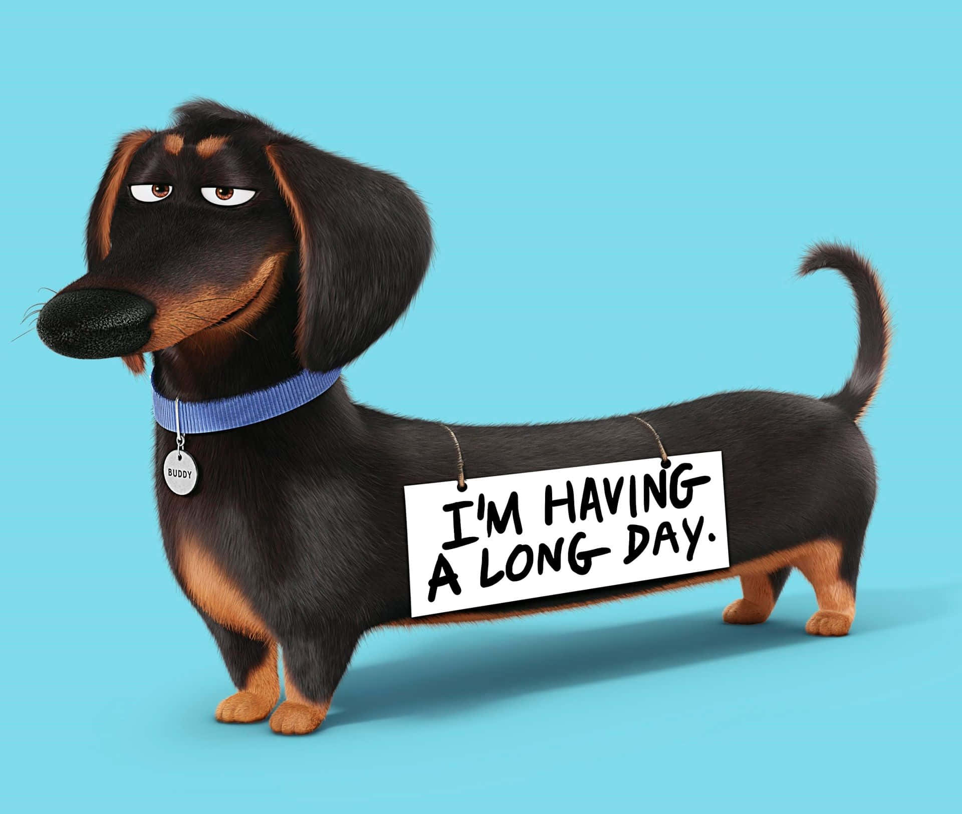 Denne søde gravhundehvalp gør din dag bedre! Wallpapers