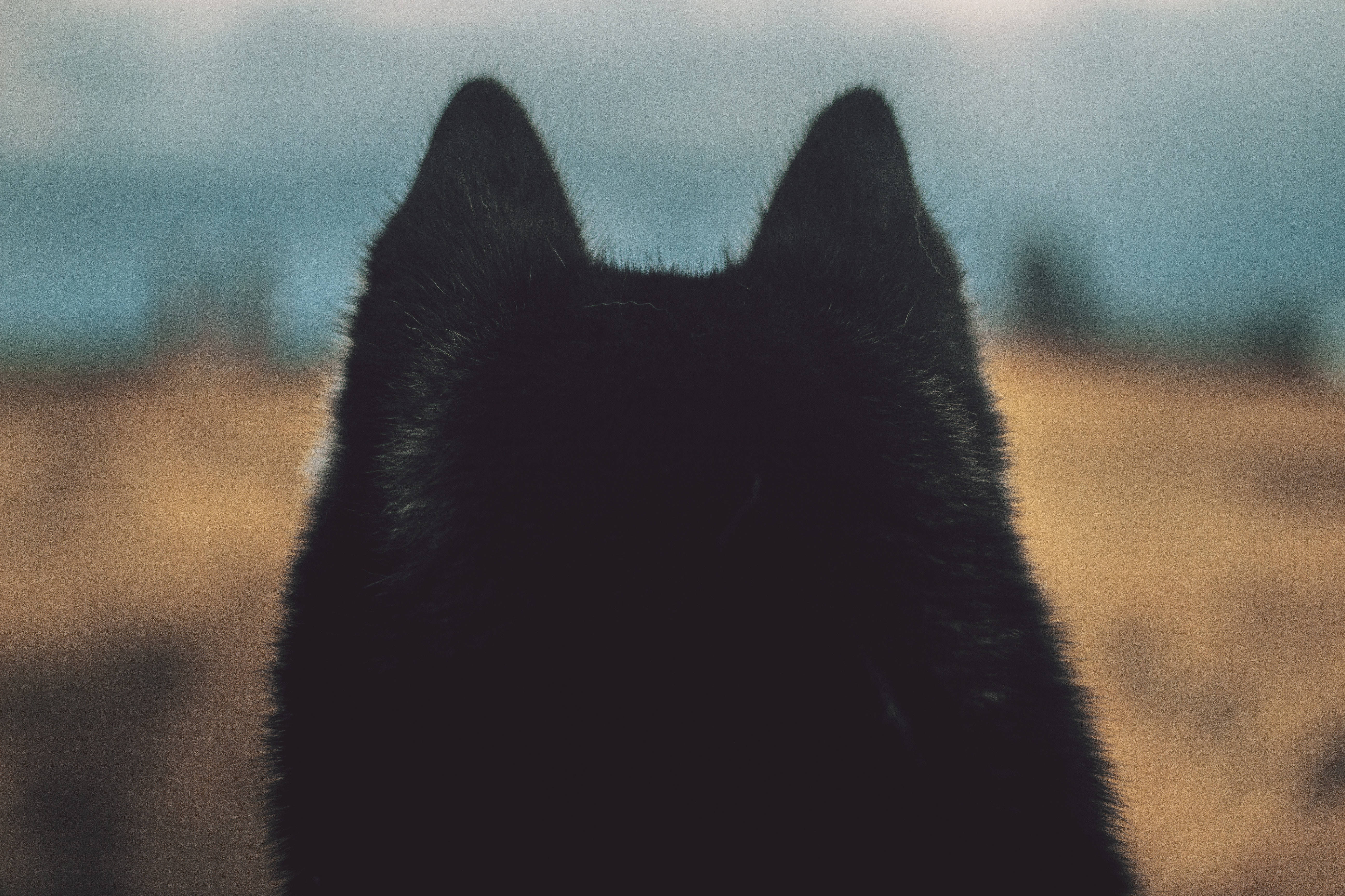 Denne sorte pelsede hund vil lege Wallpapers