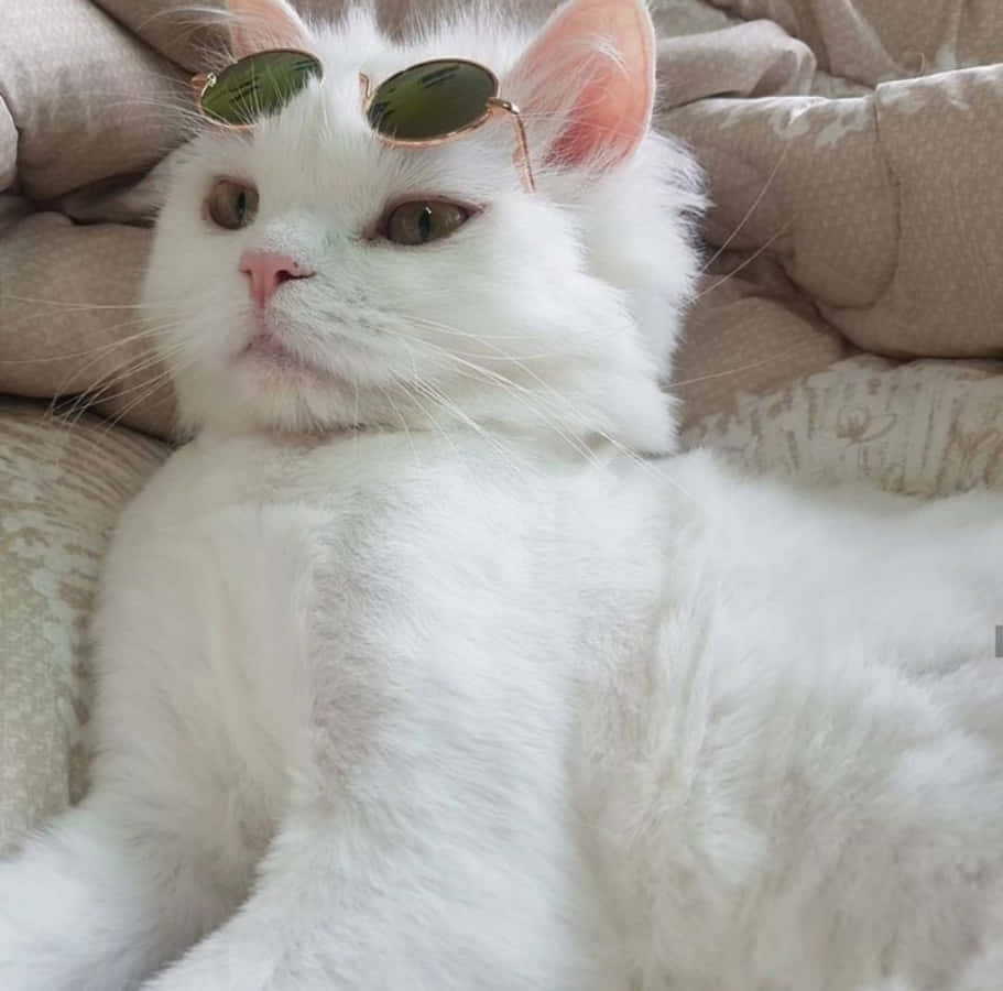 Denne æstetiske kat sidder fredfyldt i en have med vilde blomster Wallpapers