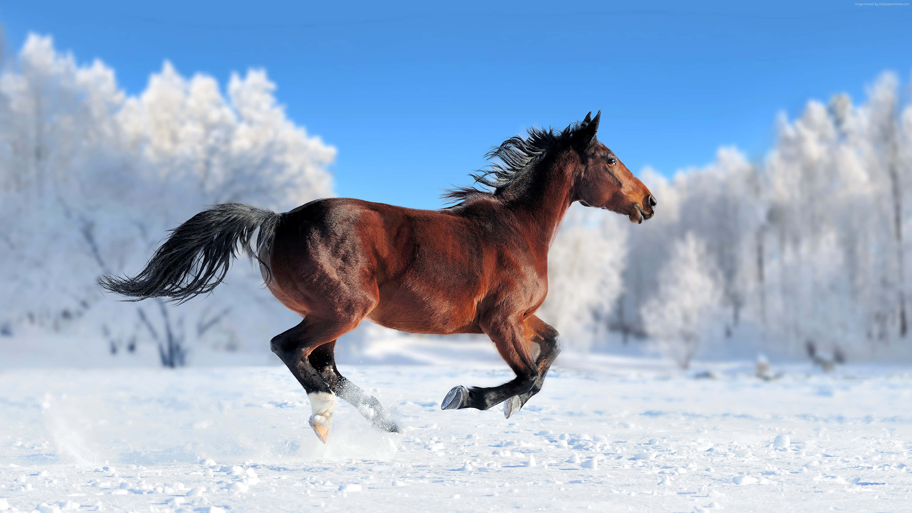 Denne venlige hest glæder sig til at sige hej! Wallpapers