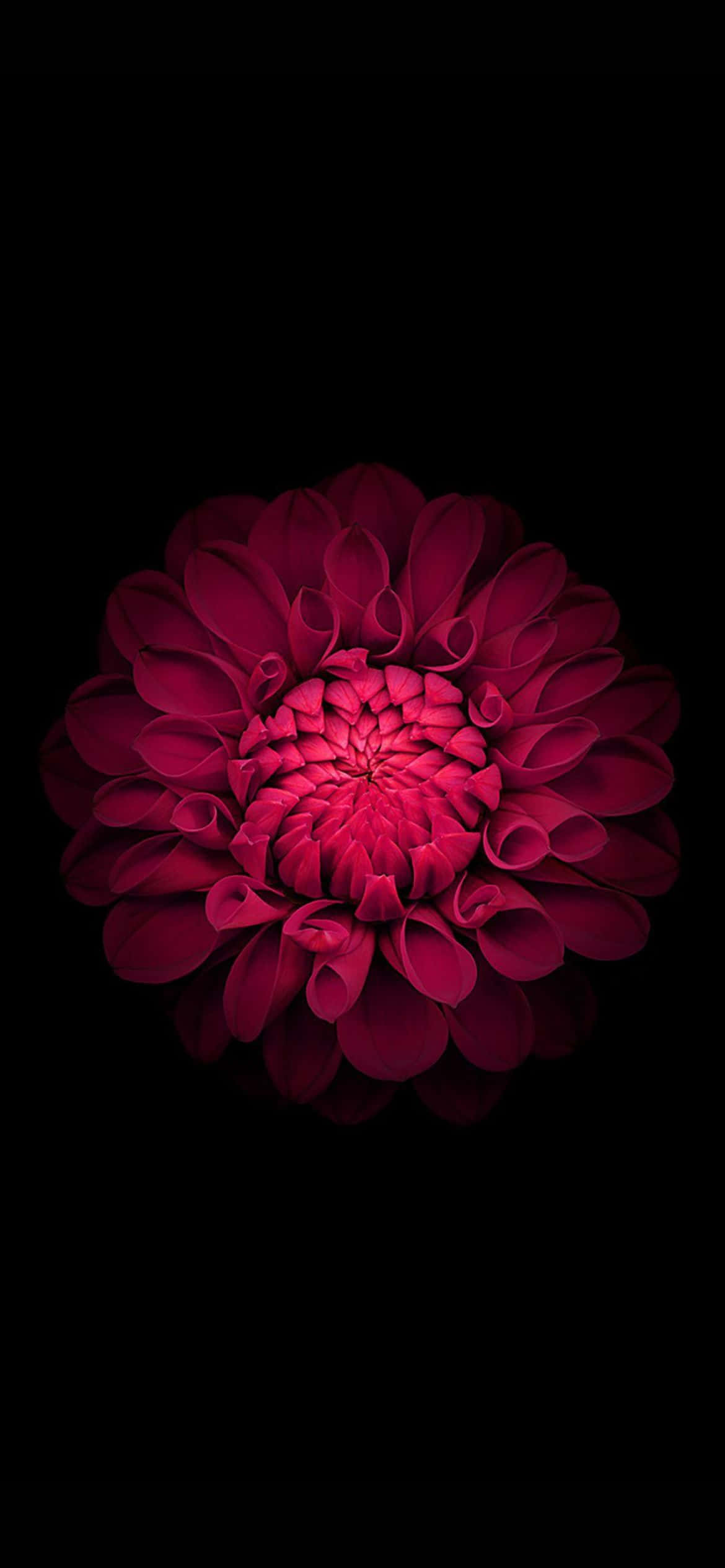 Det nyeste og bedste fra Apples iPhone 13 Wallpapers