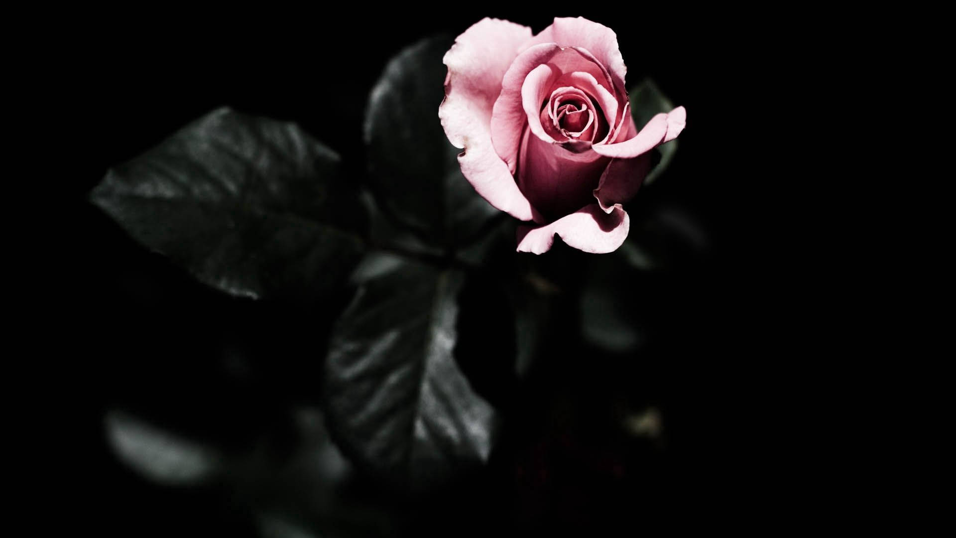 Det smukke rosenblad Wallpapers