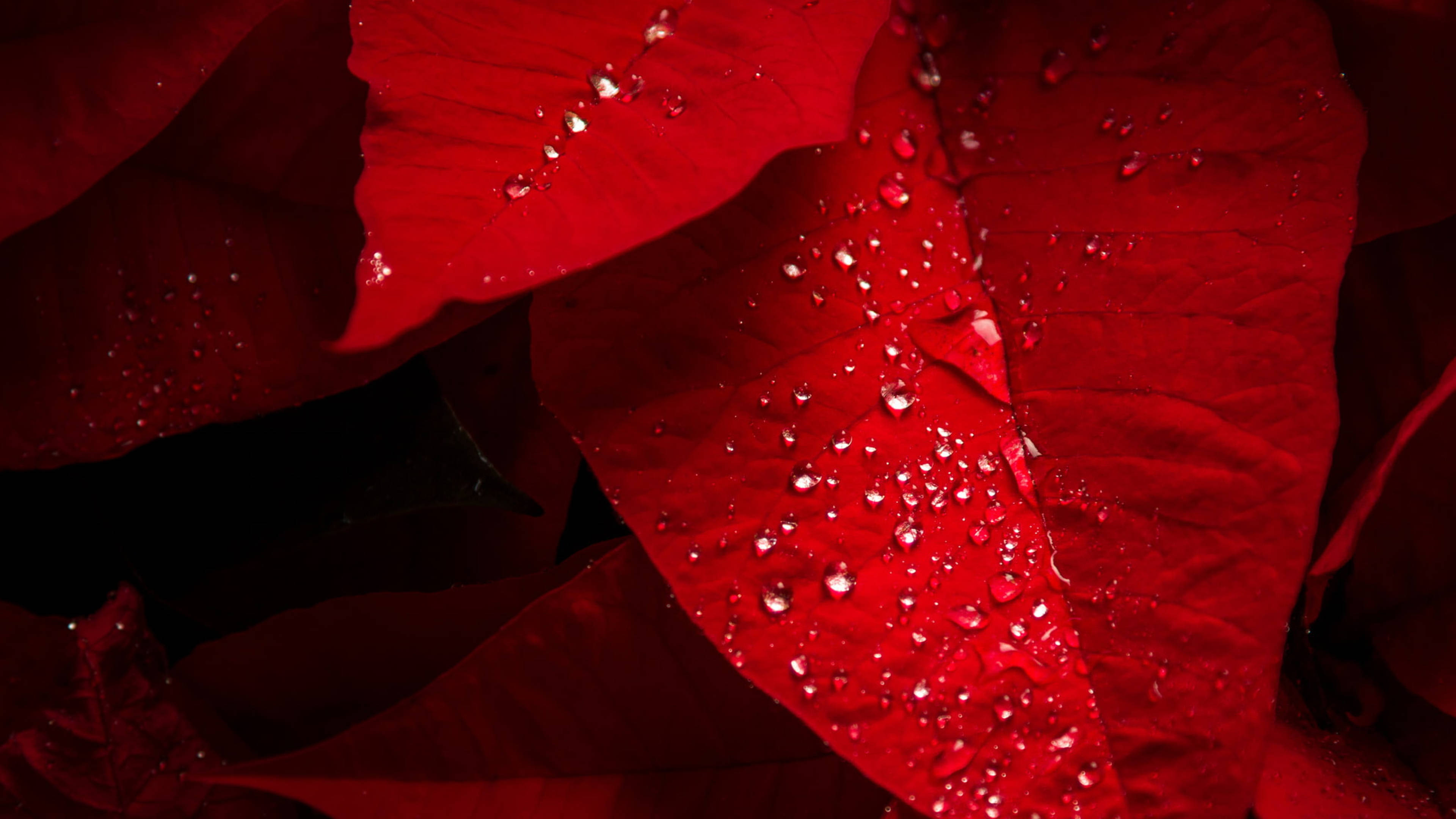 Dewy Poinsettia Bracts Wallpapers