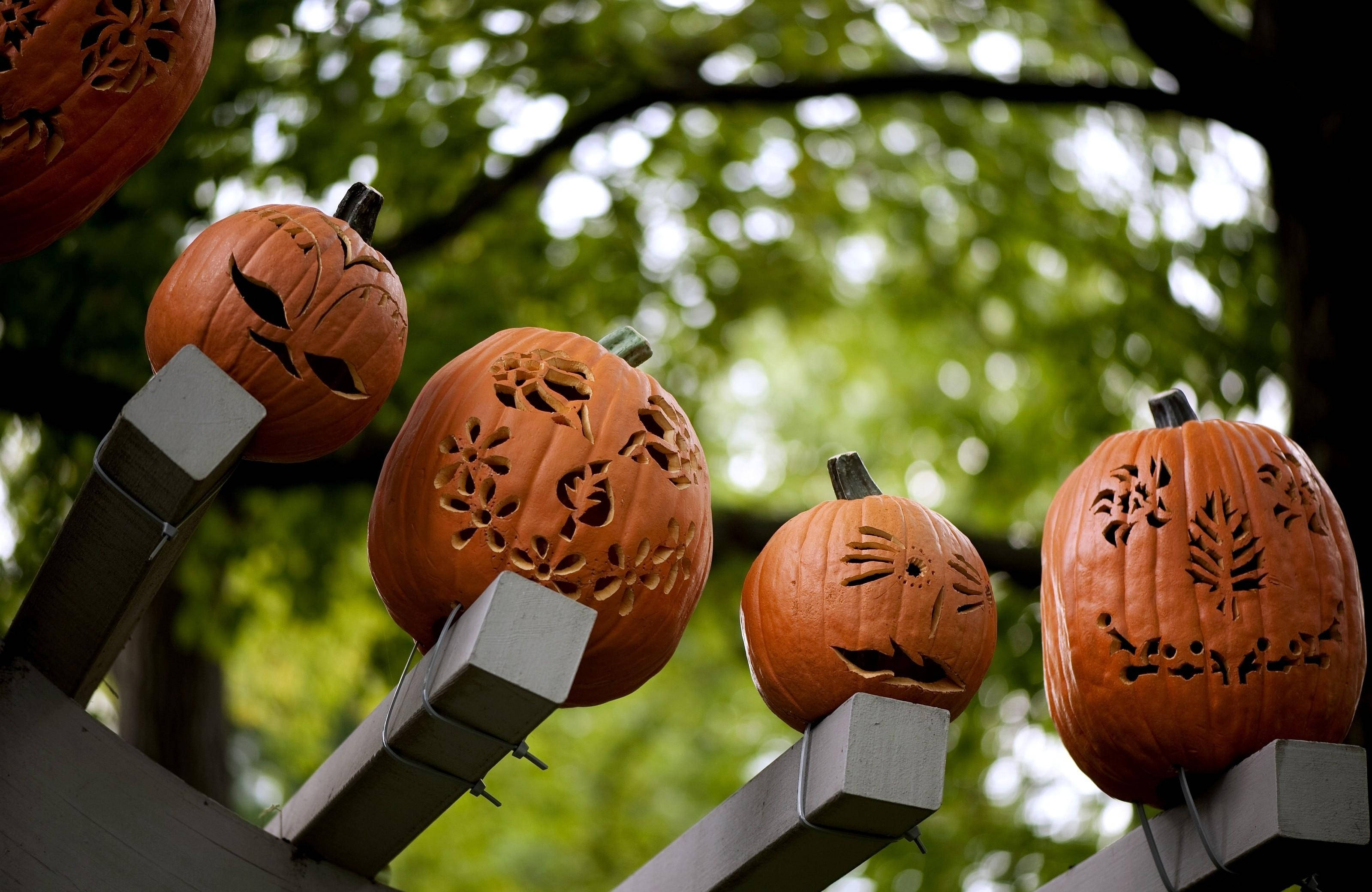 Disse uhyggelige græskar vil helt sikkert give dig en skræmmende oplevelse denne Halloween! Wallpapers