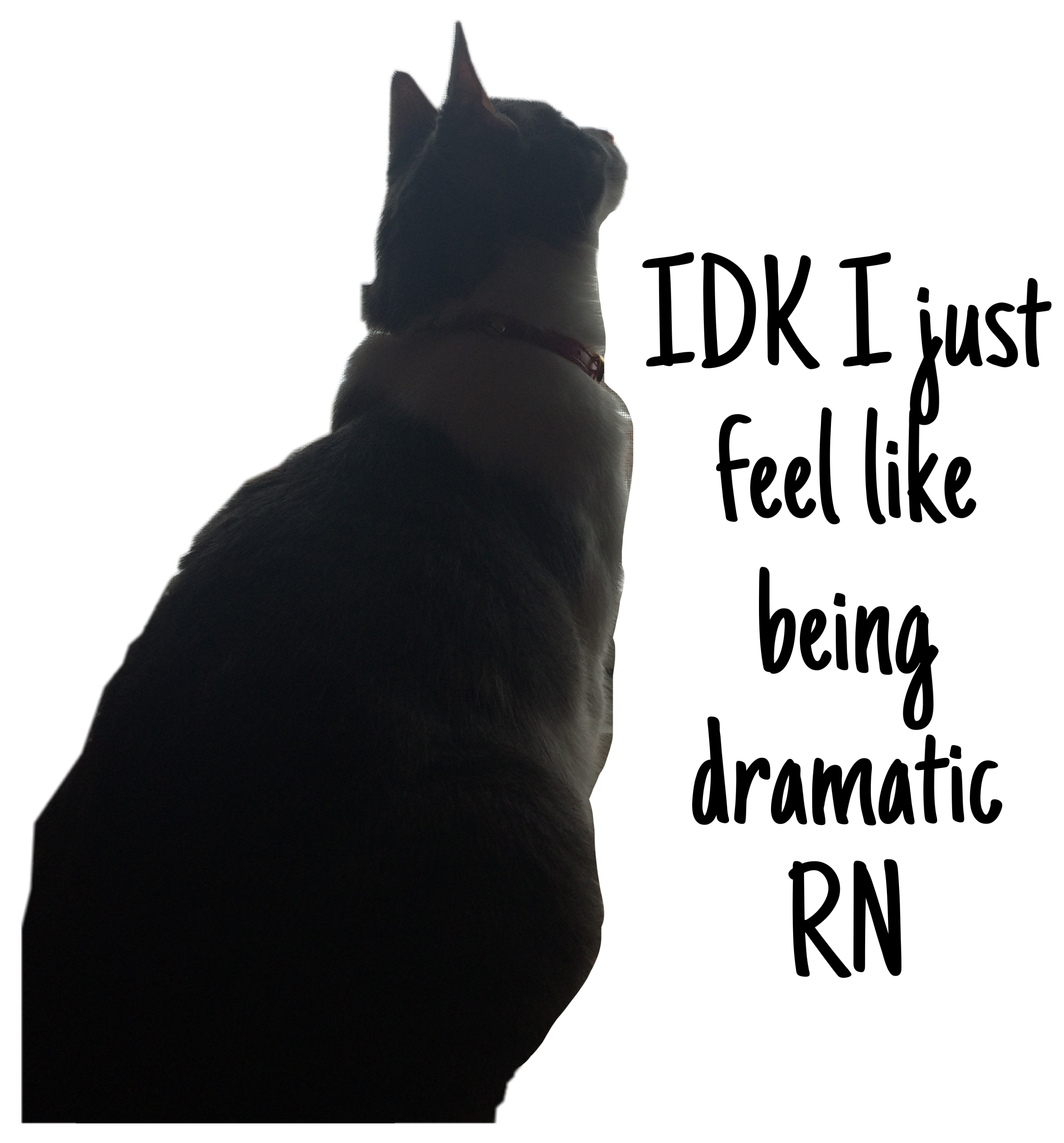 Dramatisk kat silhouet_ Meme Wallpapers