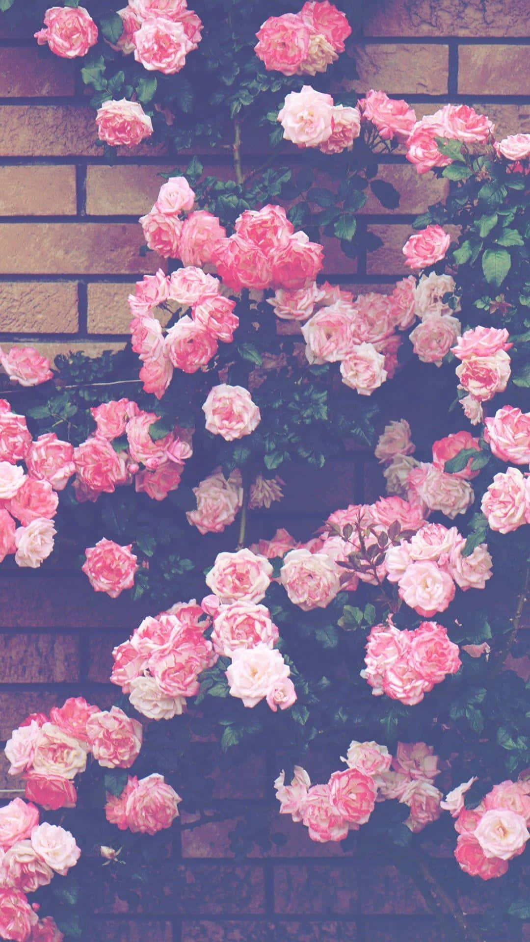 Drømmende Nuancer af Æstetisk Pink Wallpapers