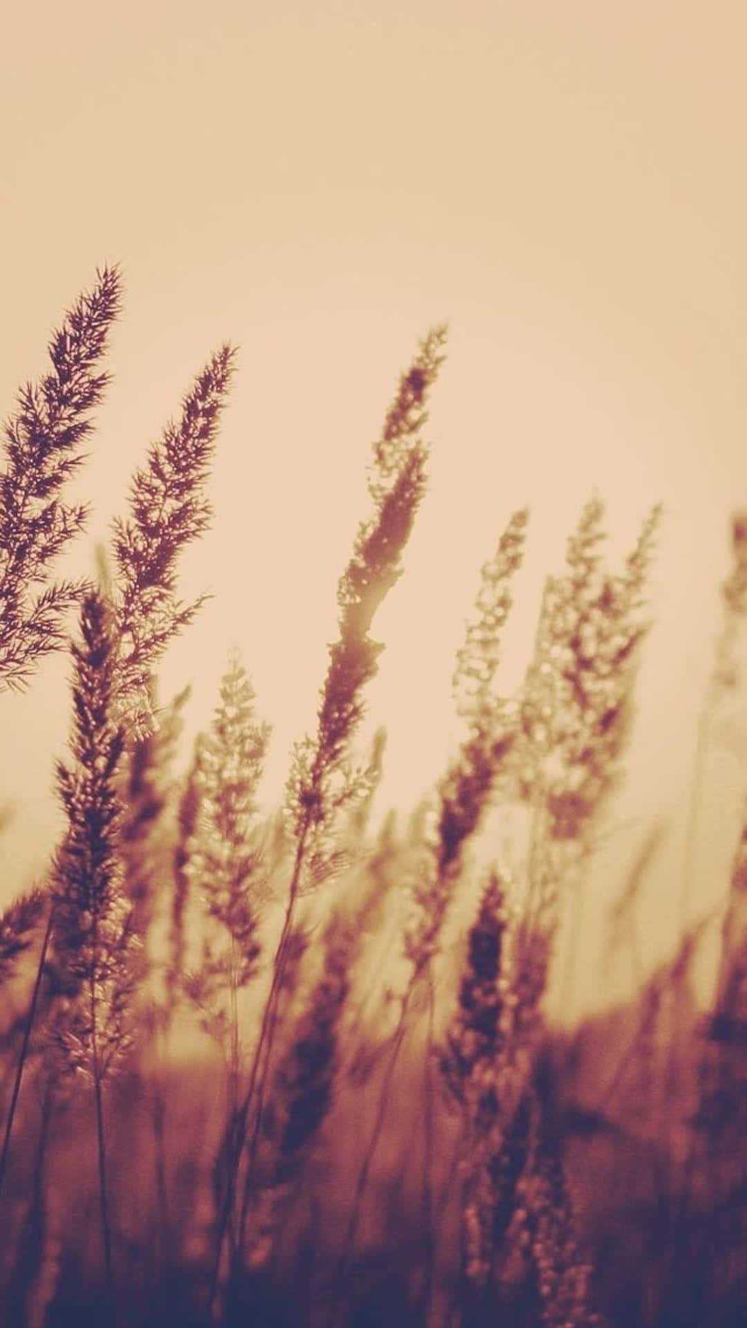 Drømmende blød pastelhimmel Wallpapers
