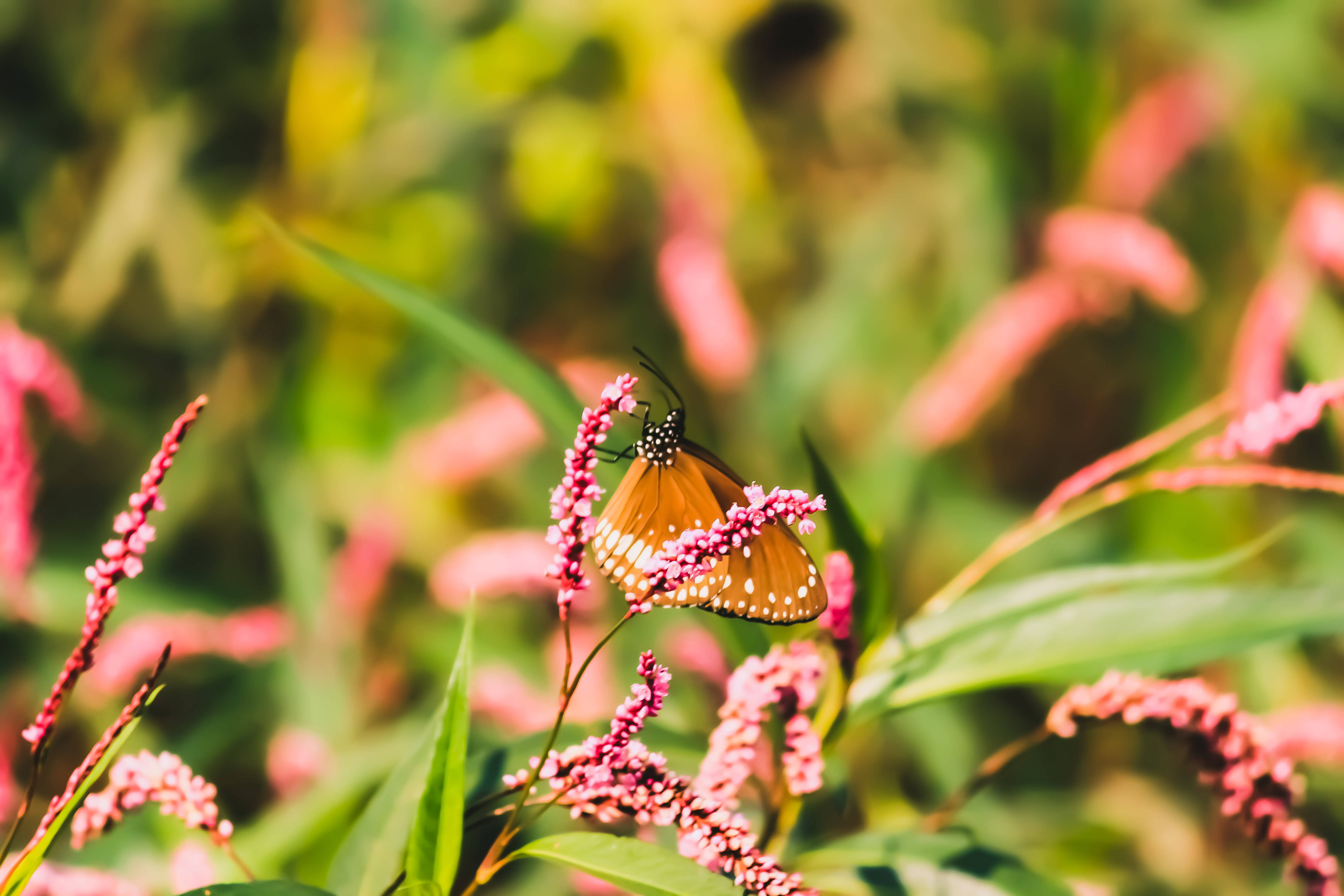 Dronningeæstetisk sommerfugl Wallpapers
