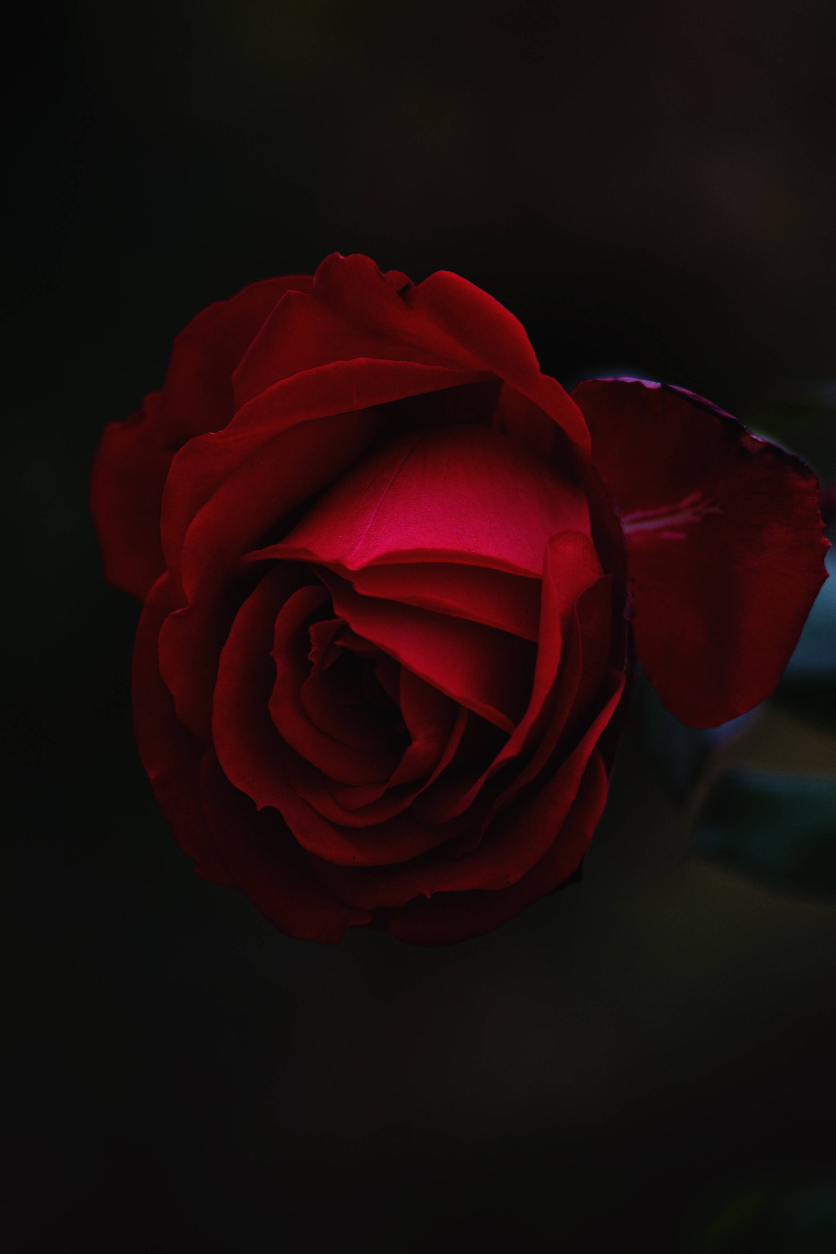 Duftende rød roseknop Wallpapers