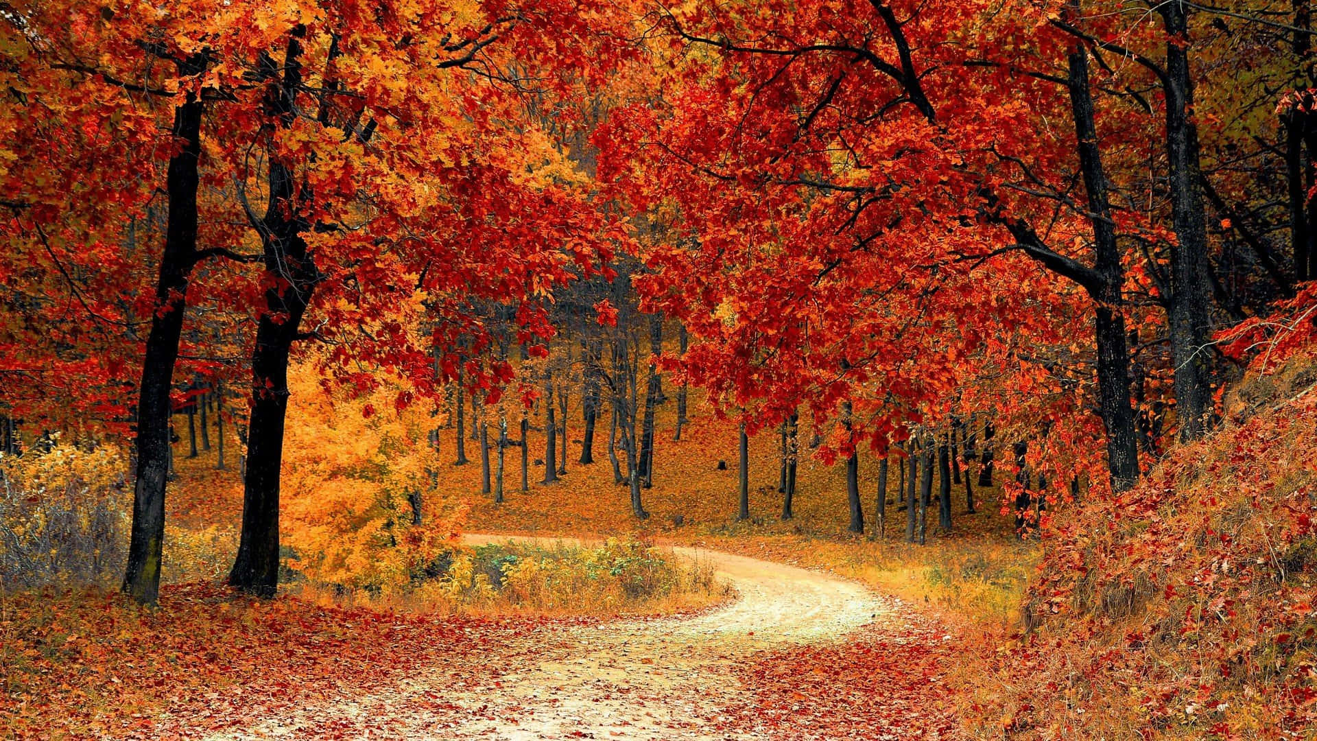 Efterårets naturlige skønhed med et strejf af æstetisk charme. Wallpapers