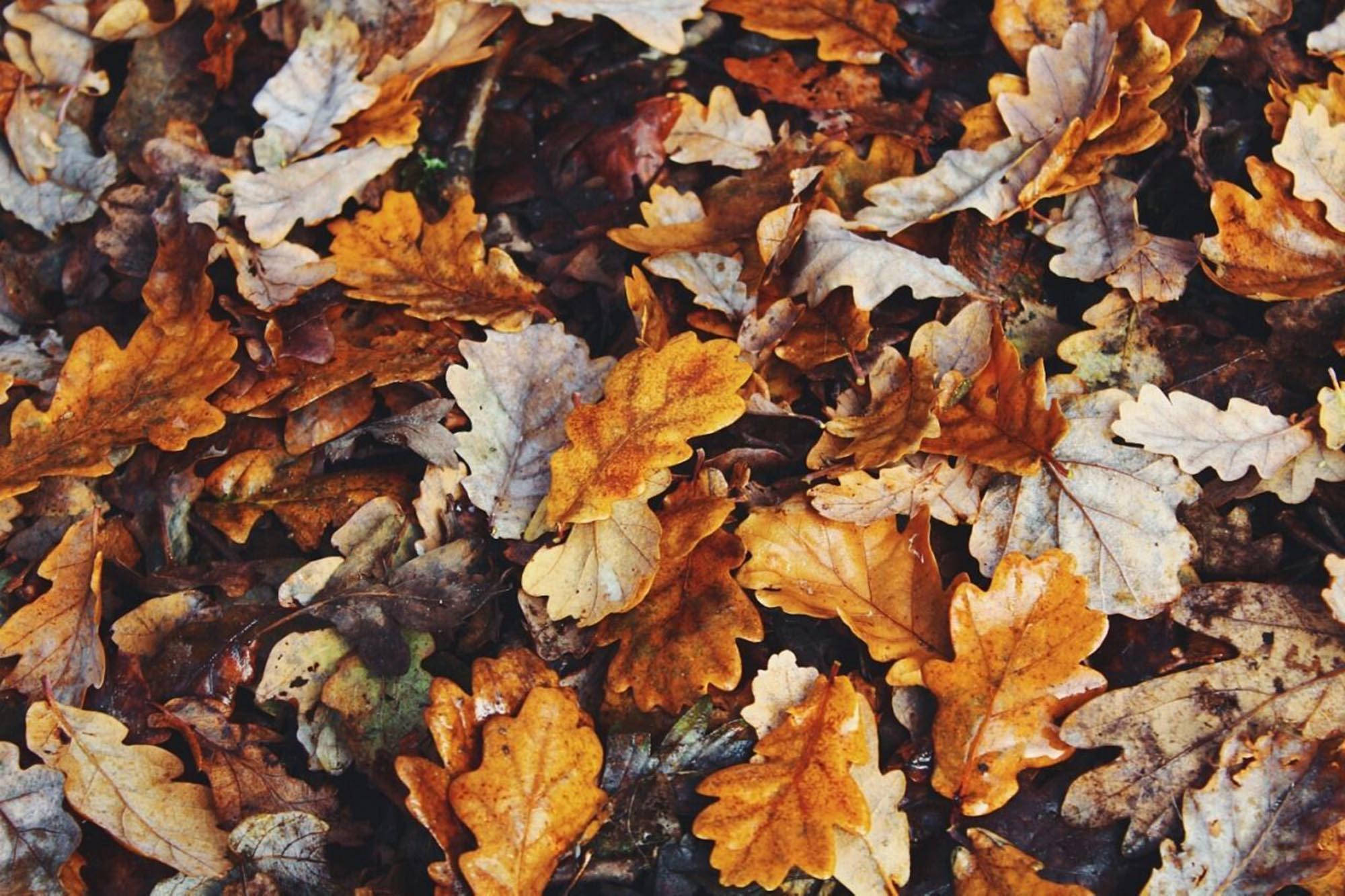 Efterårsæstetisk løv Wallpapers