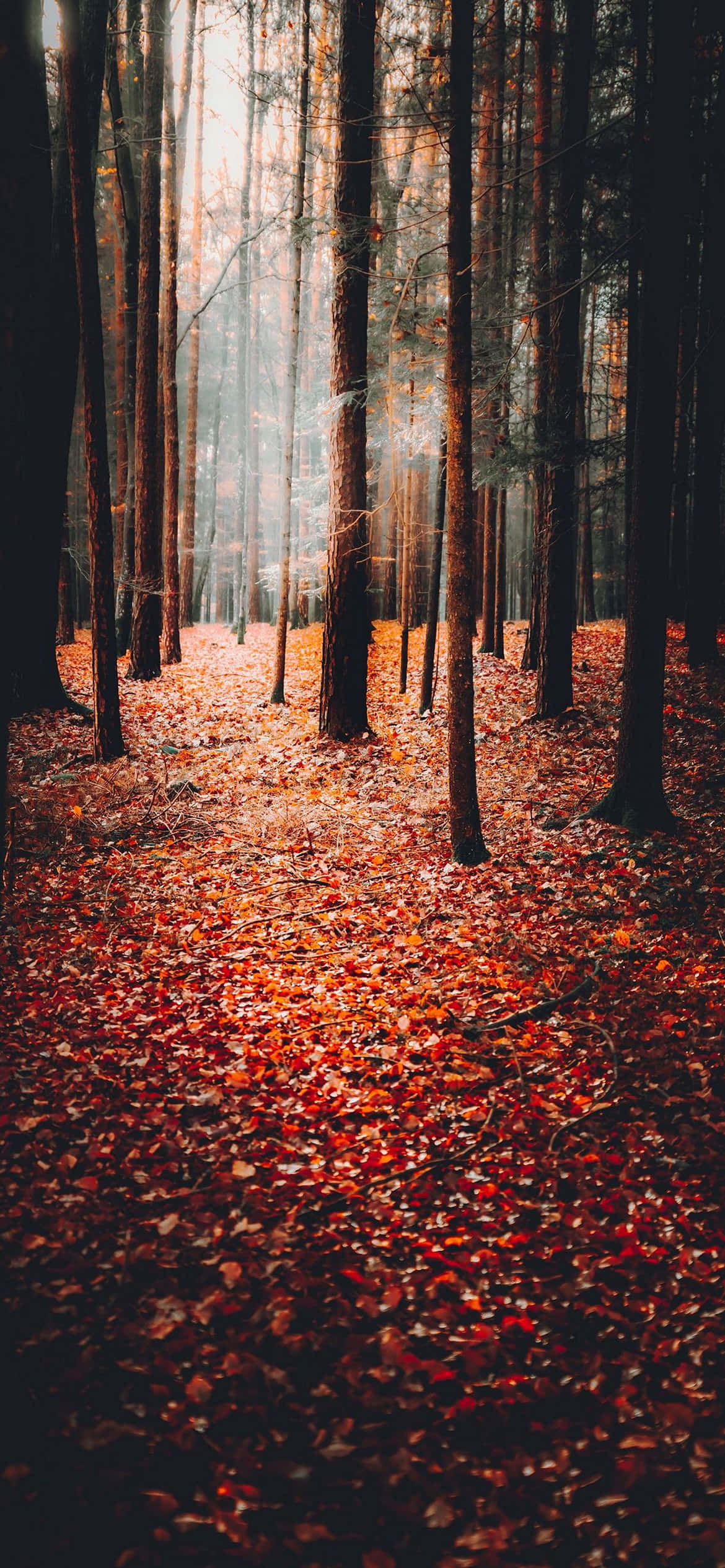 Efterårsbaggrund Wallpapers