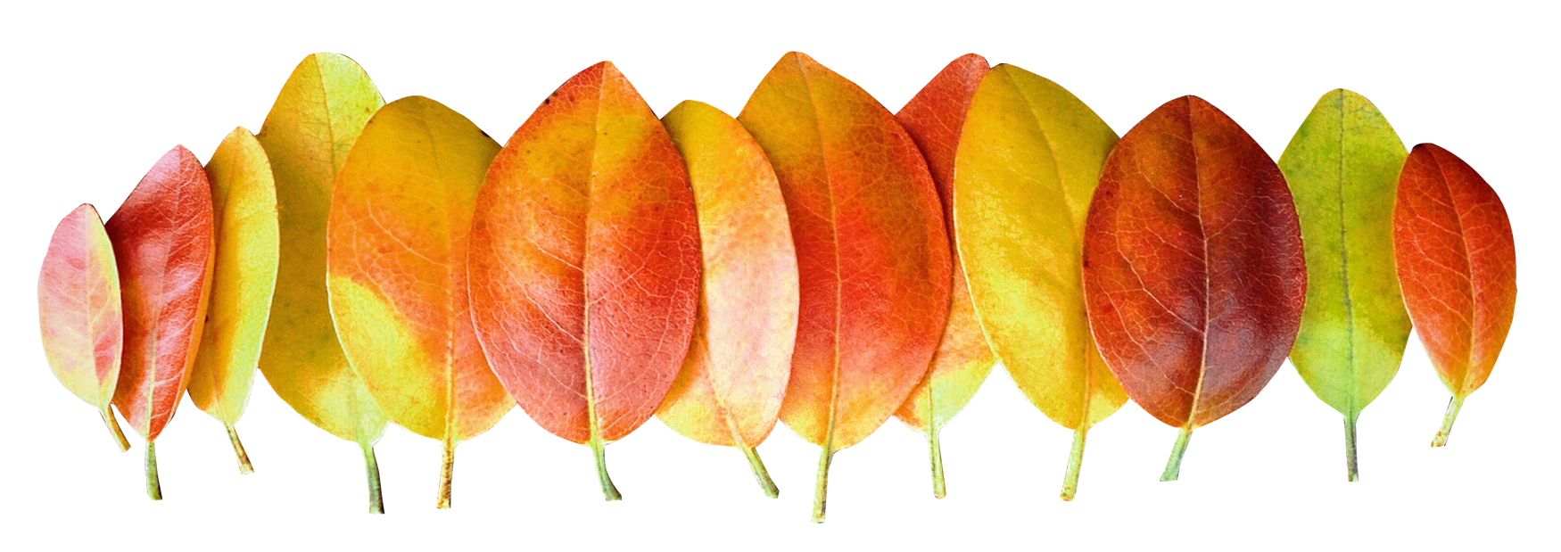 Efterårsblad farvegradient.PNG Wallpapers
