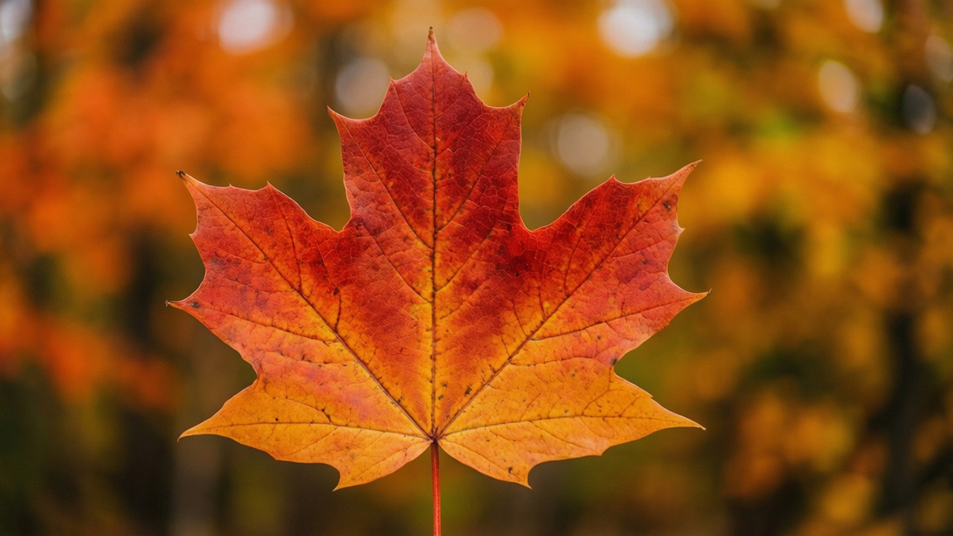 Efterårsblad tæt på Wallpapers