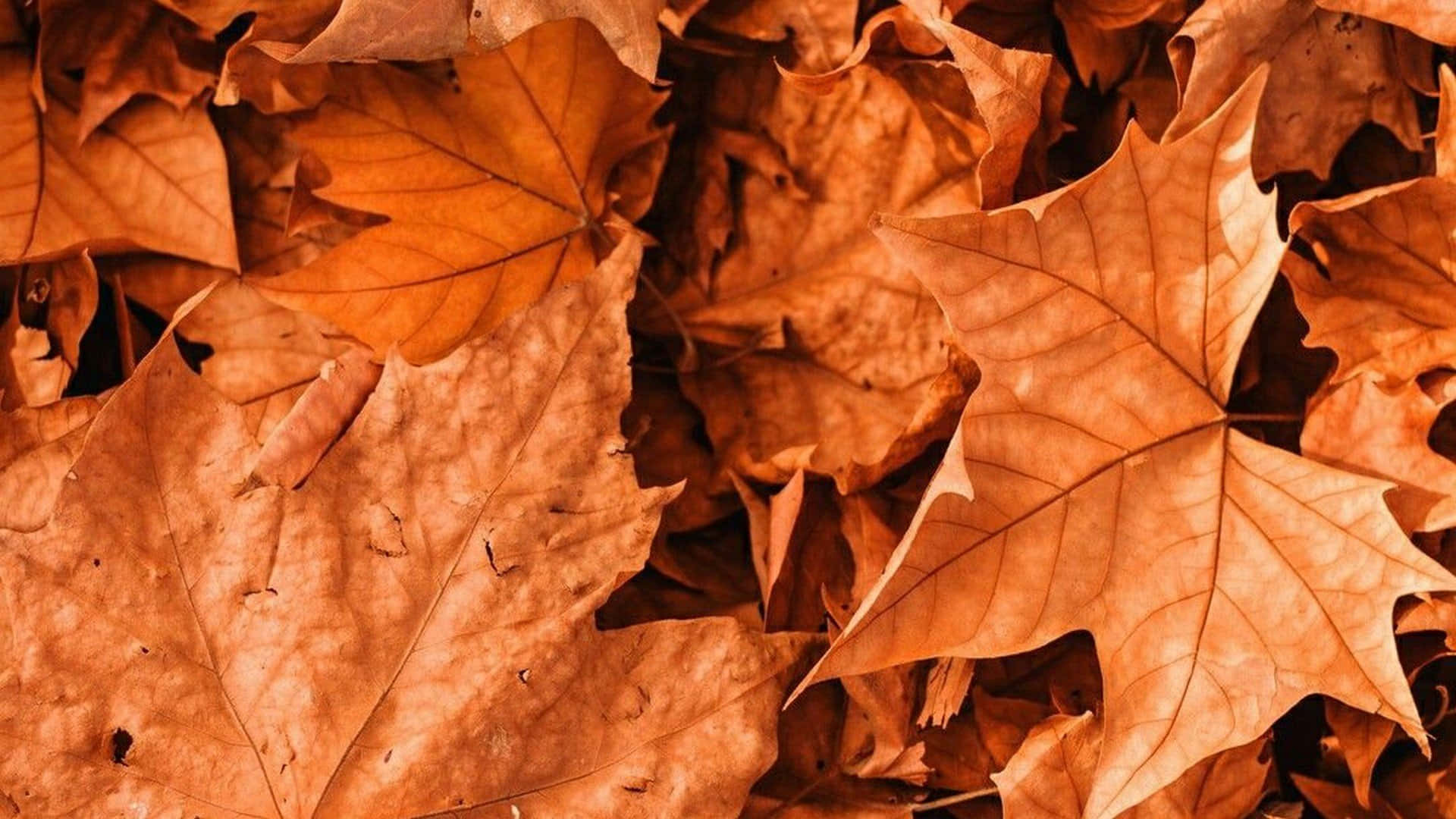 efterårsblade på jorden Wallpapers