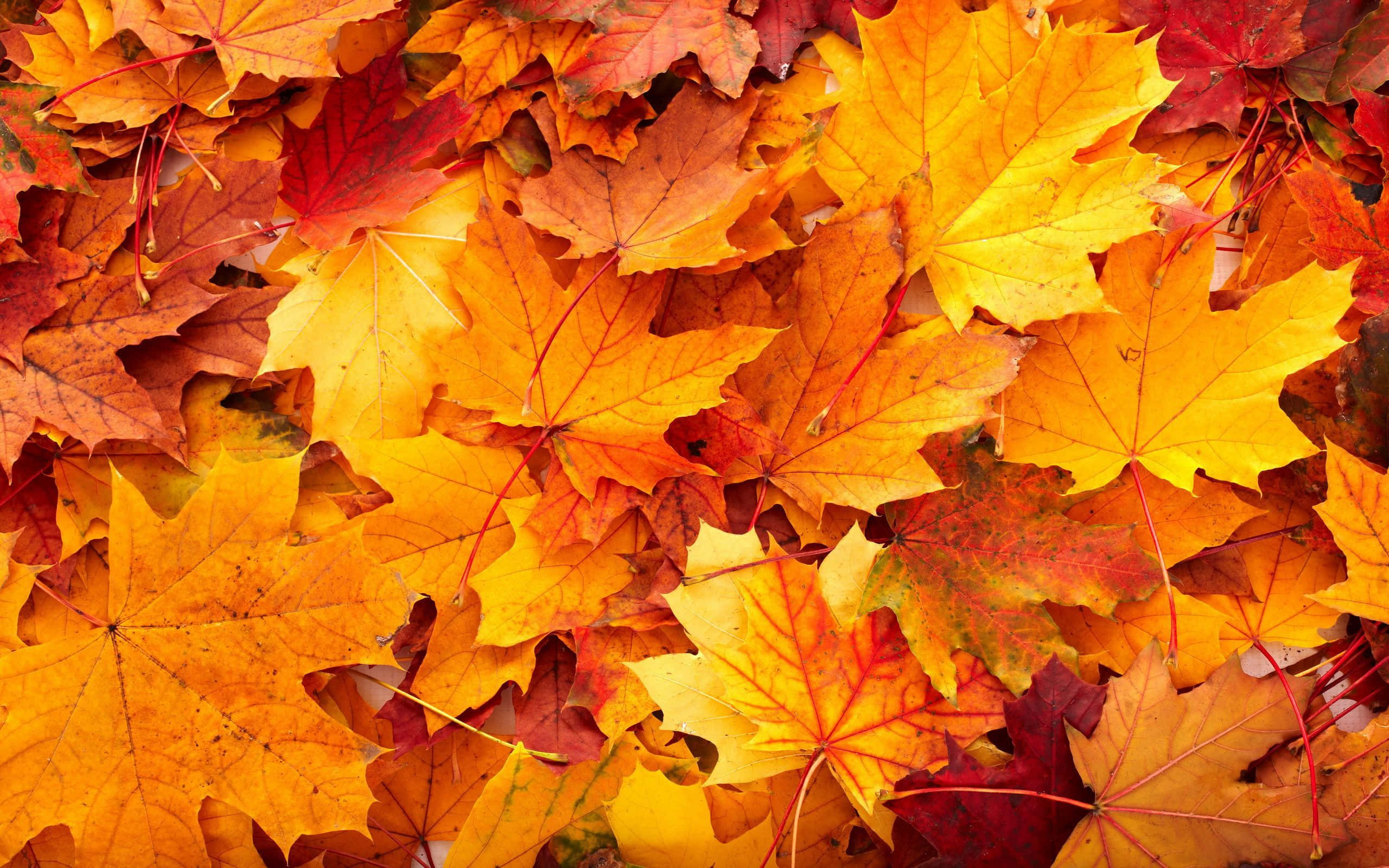 Efterårsfarvede blade på jorden Wallpapers