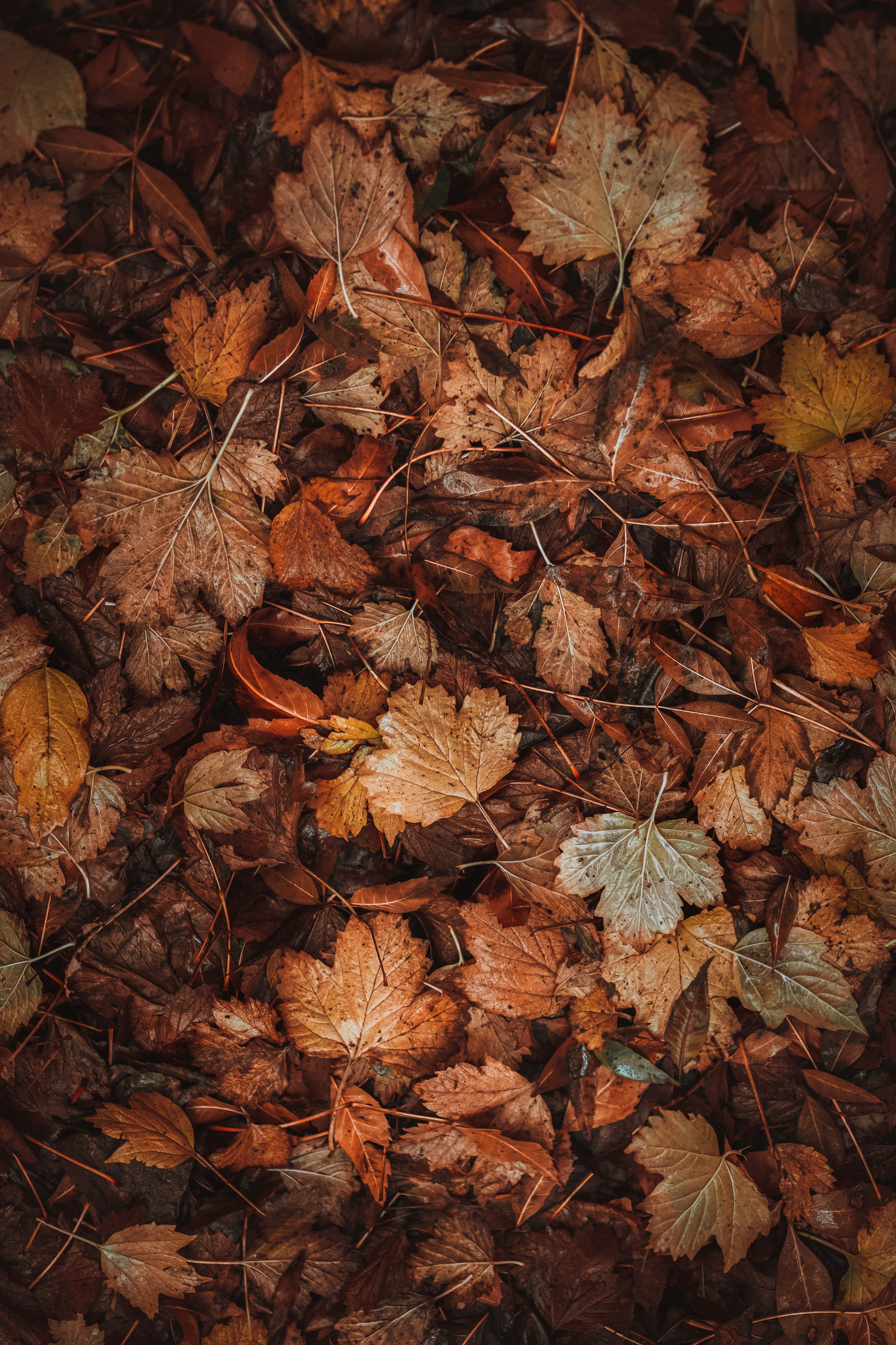 Efterårslandskab i levende farver Wallpapers