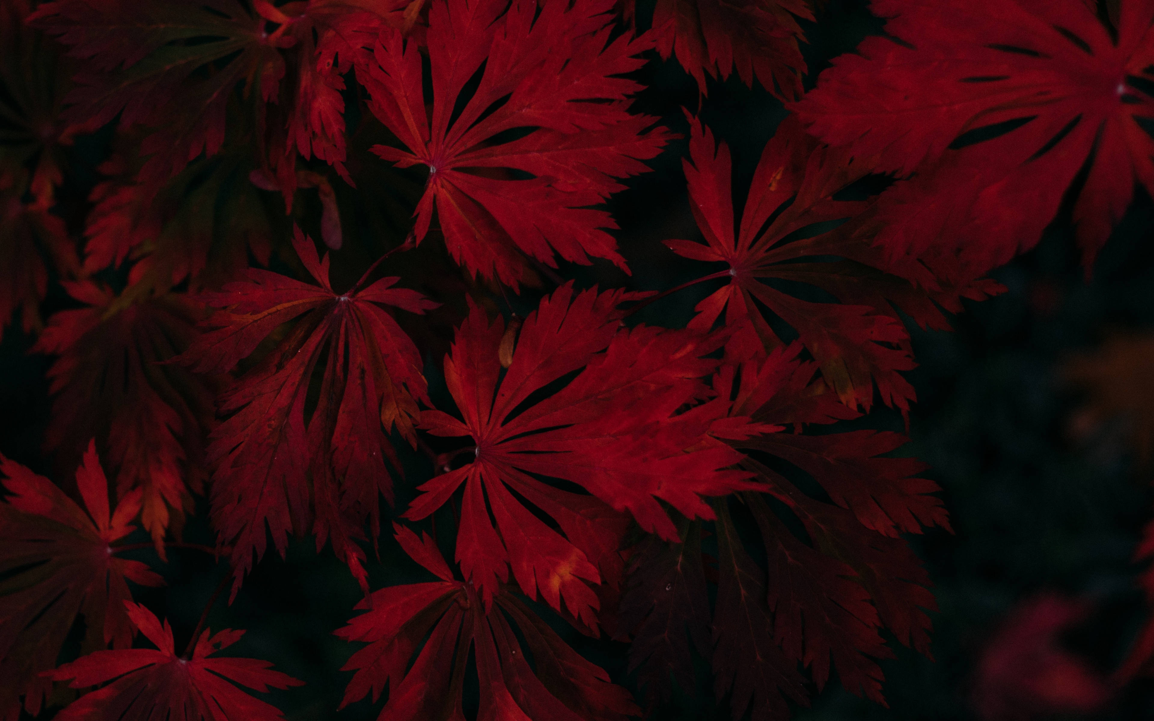 Efterårsmajestæt – Mørkerøde ahornblade Wallpapers