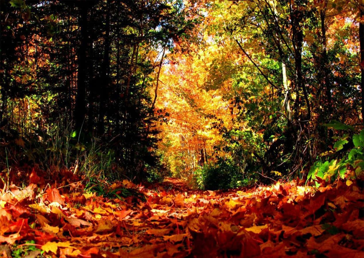 Efterårsnatur i sæsonen Wallpapers