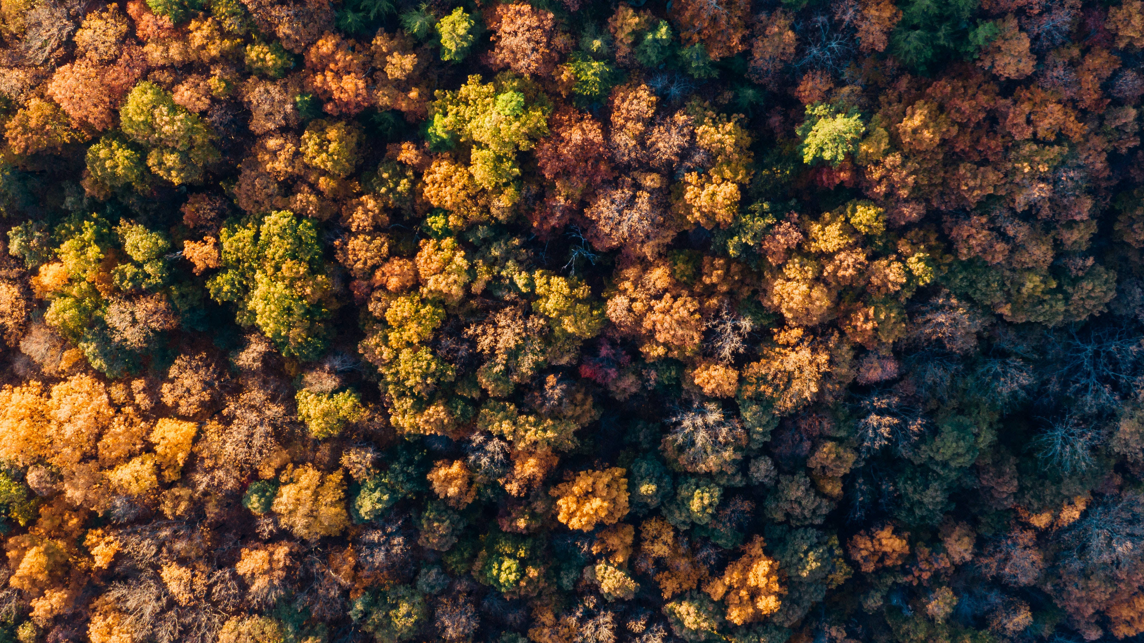 Efterårsskovudsigt Wallpapers
