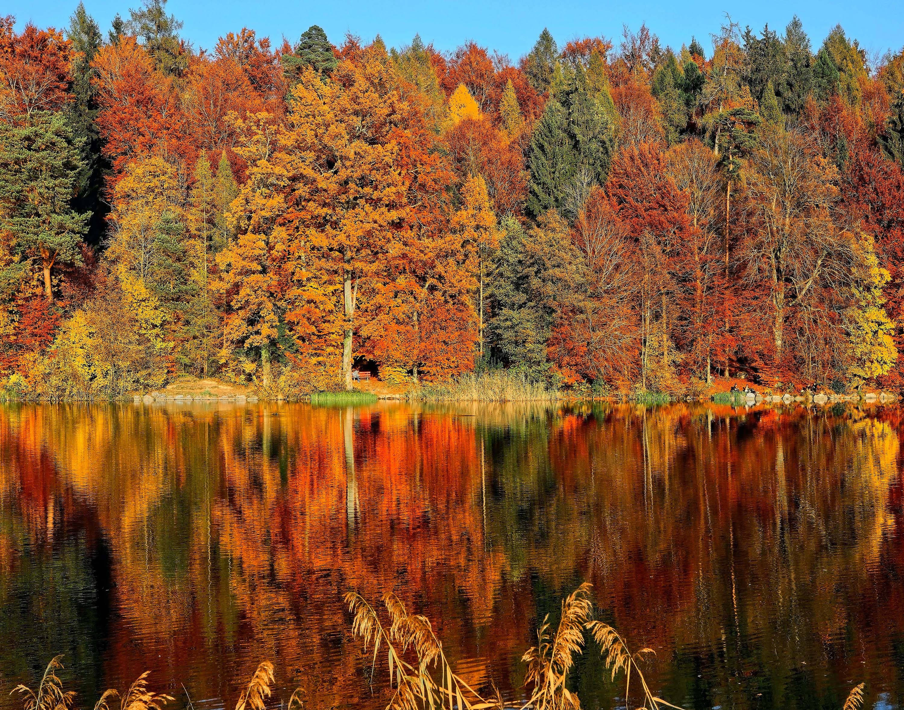 Efterårsstemning Horgenberg Sø Wallpapers