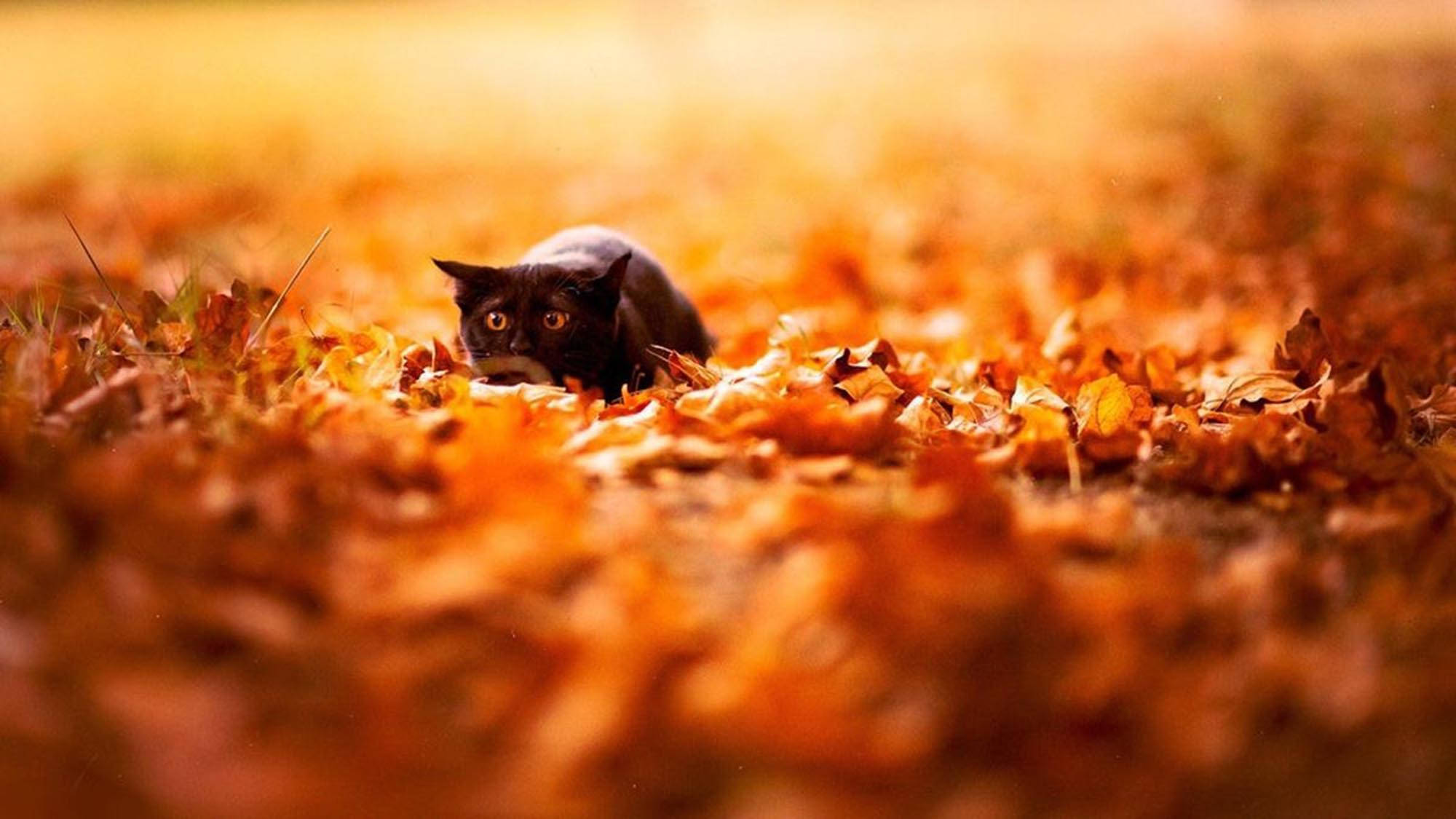 Efterårsæstetisk kat og blade Wallpapers