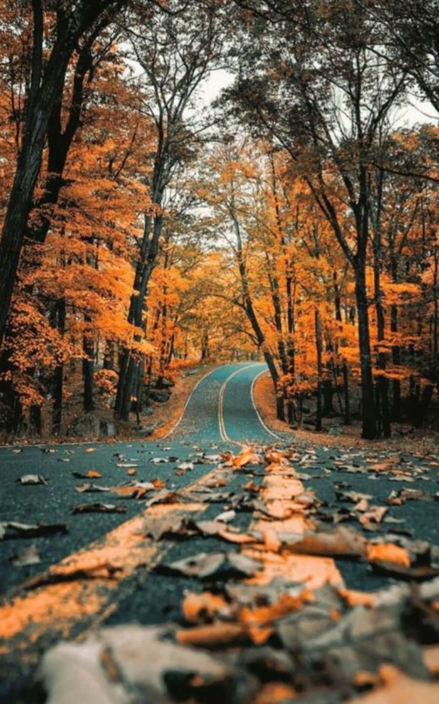efterårsvej i skoven Wallpapers