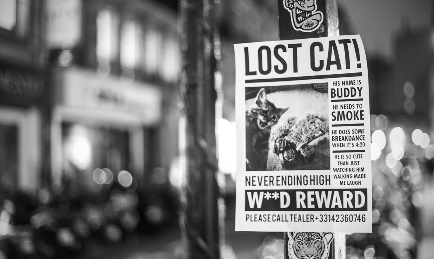 Efterlyst kat flyer 420 Wallpapers