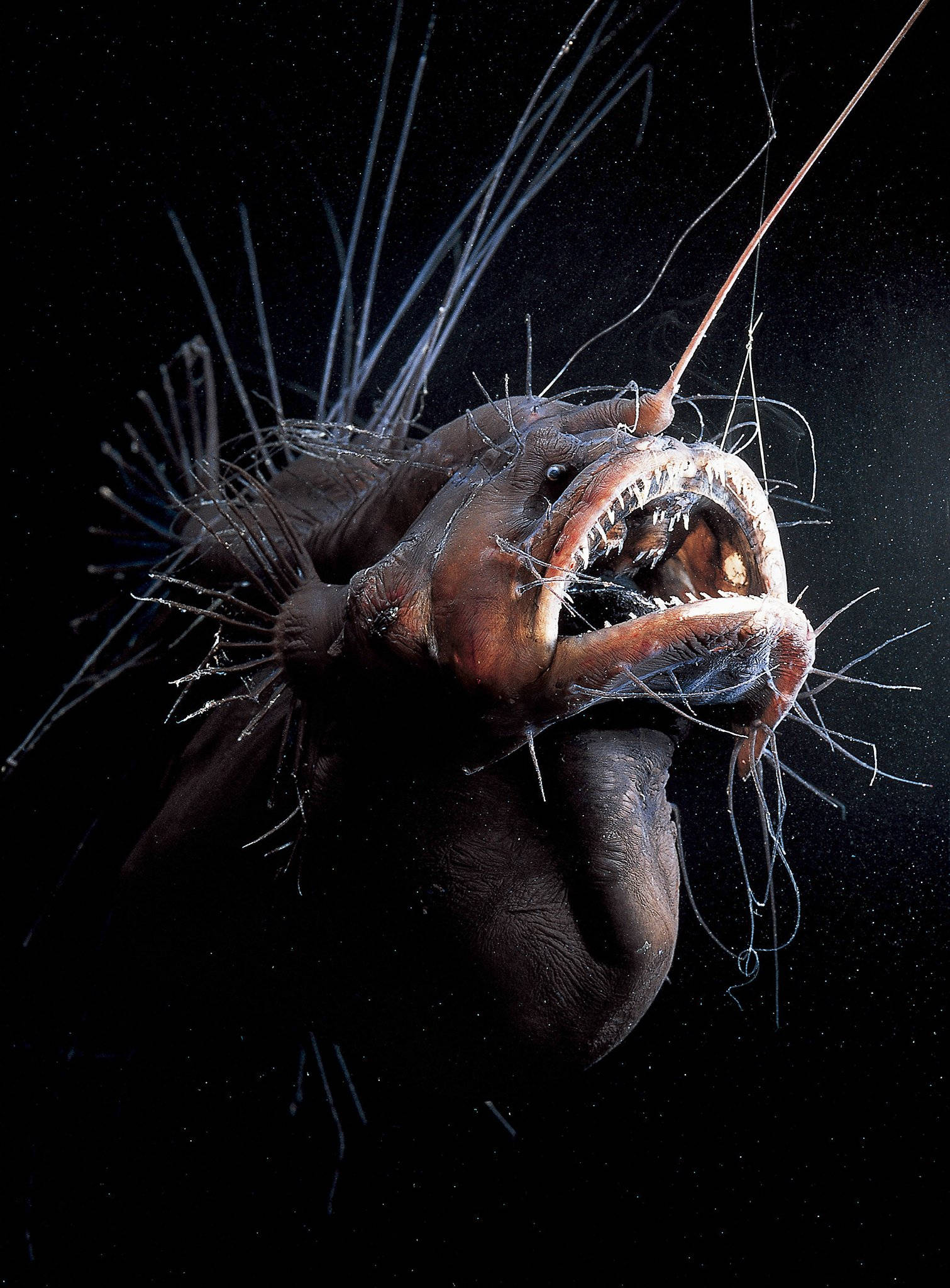 Eksotisk kølig fisk Wallpapers
