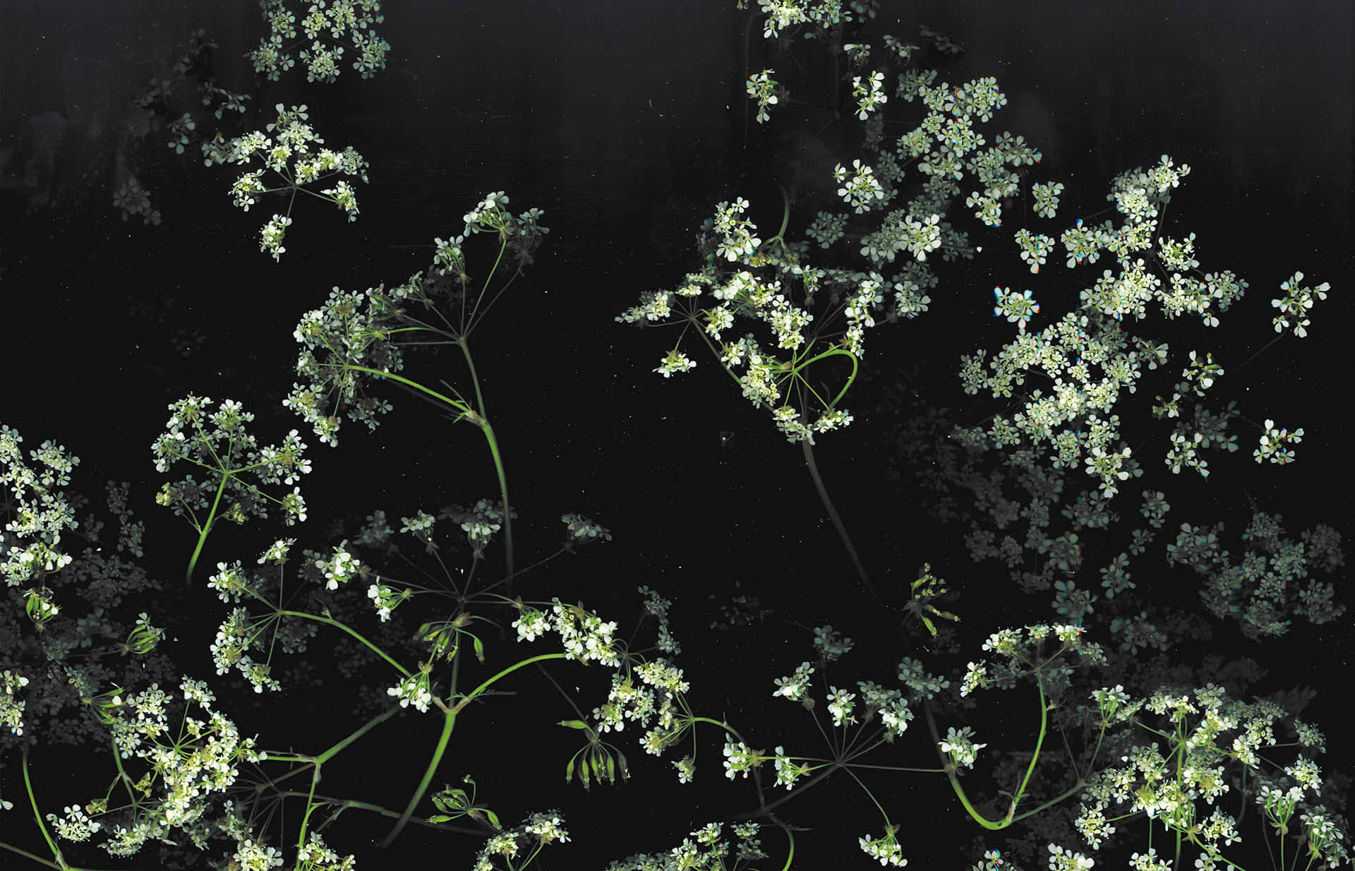 Elegant mørk blomstret tapet Wallpapers