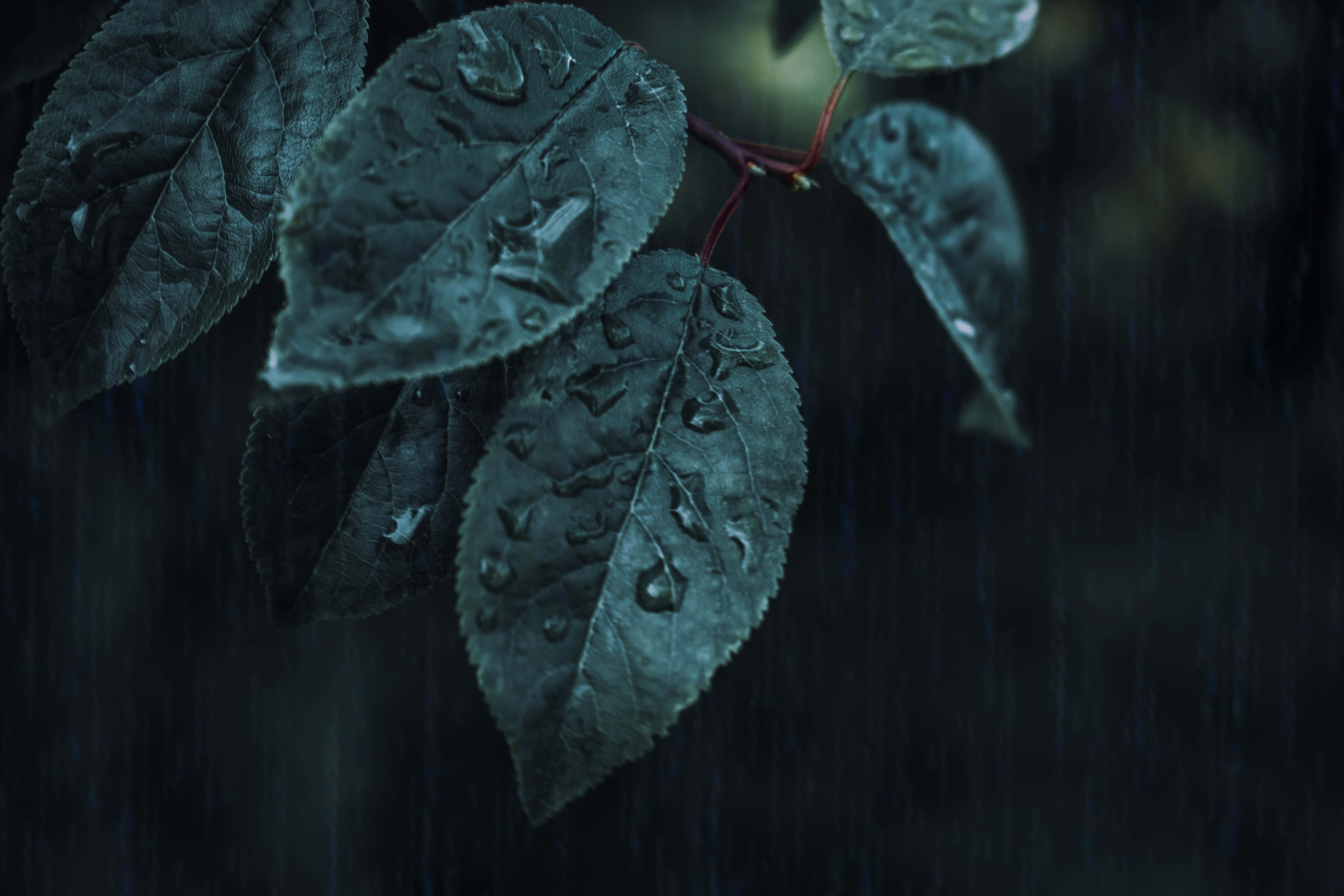 Elegant og mystisk mørkegrøn æstetik Wallpapers