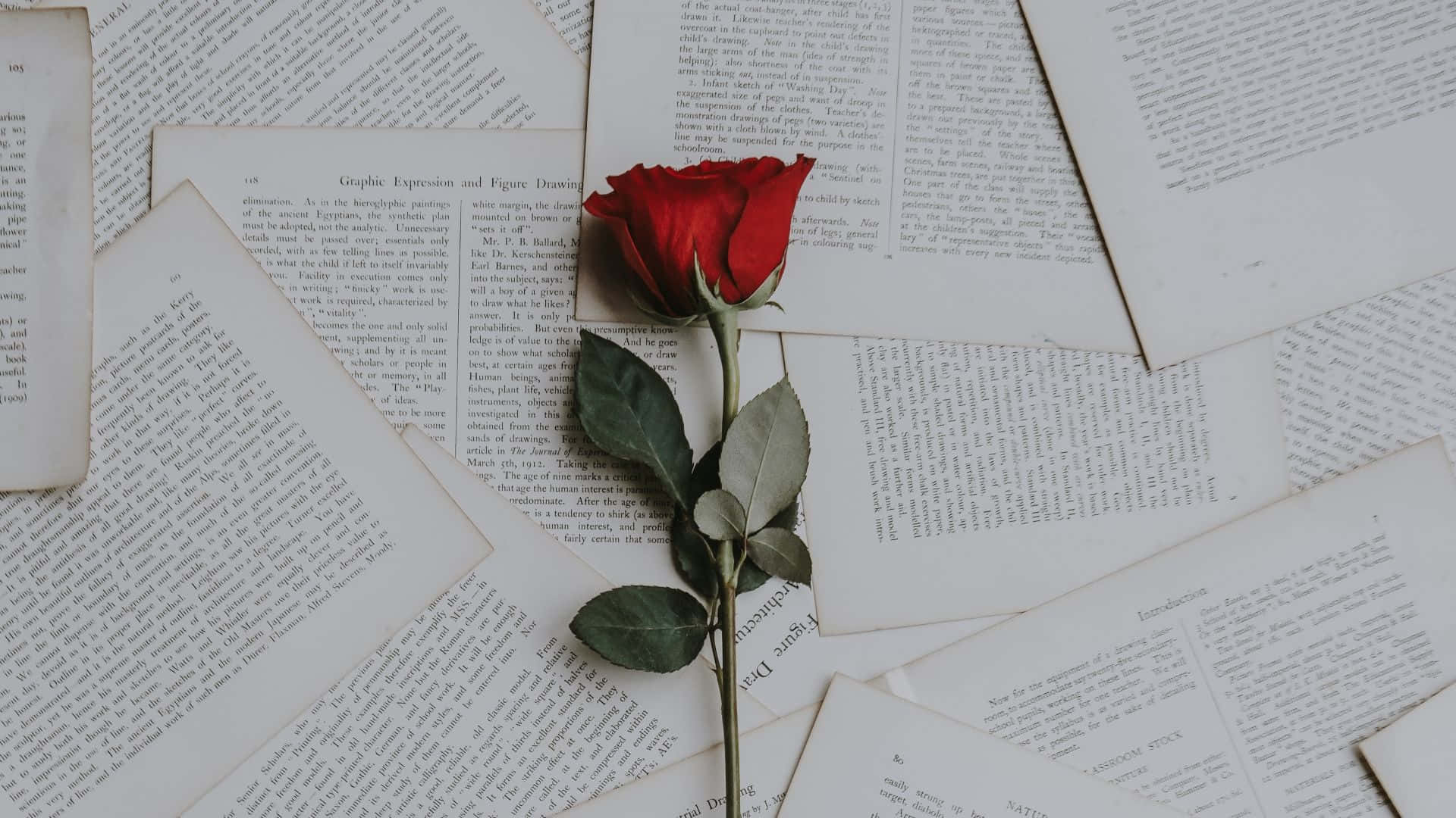 Elegant rose-laptop Wallpapers