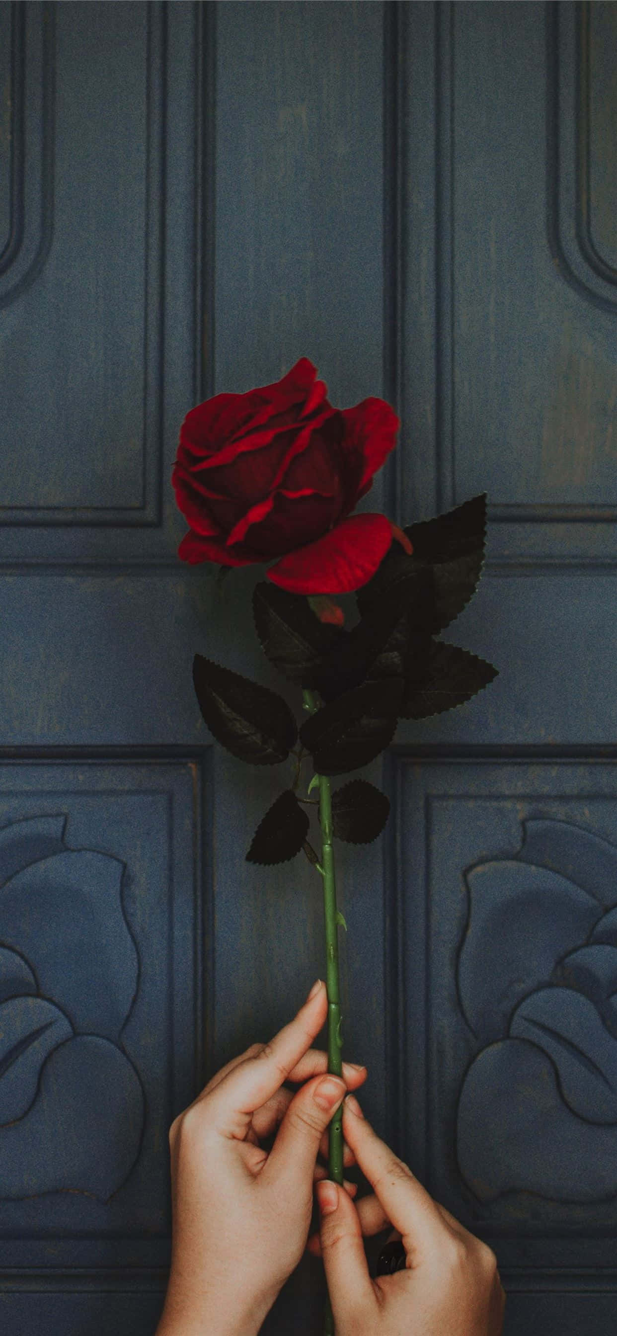 Elegant udsprunget rose Wallpapers