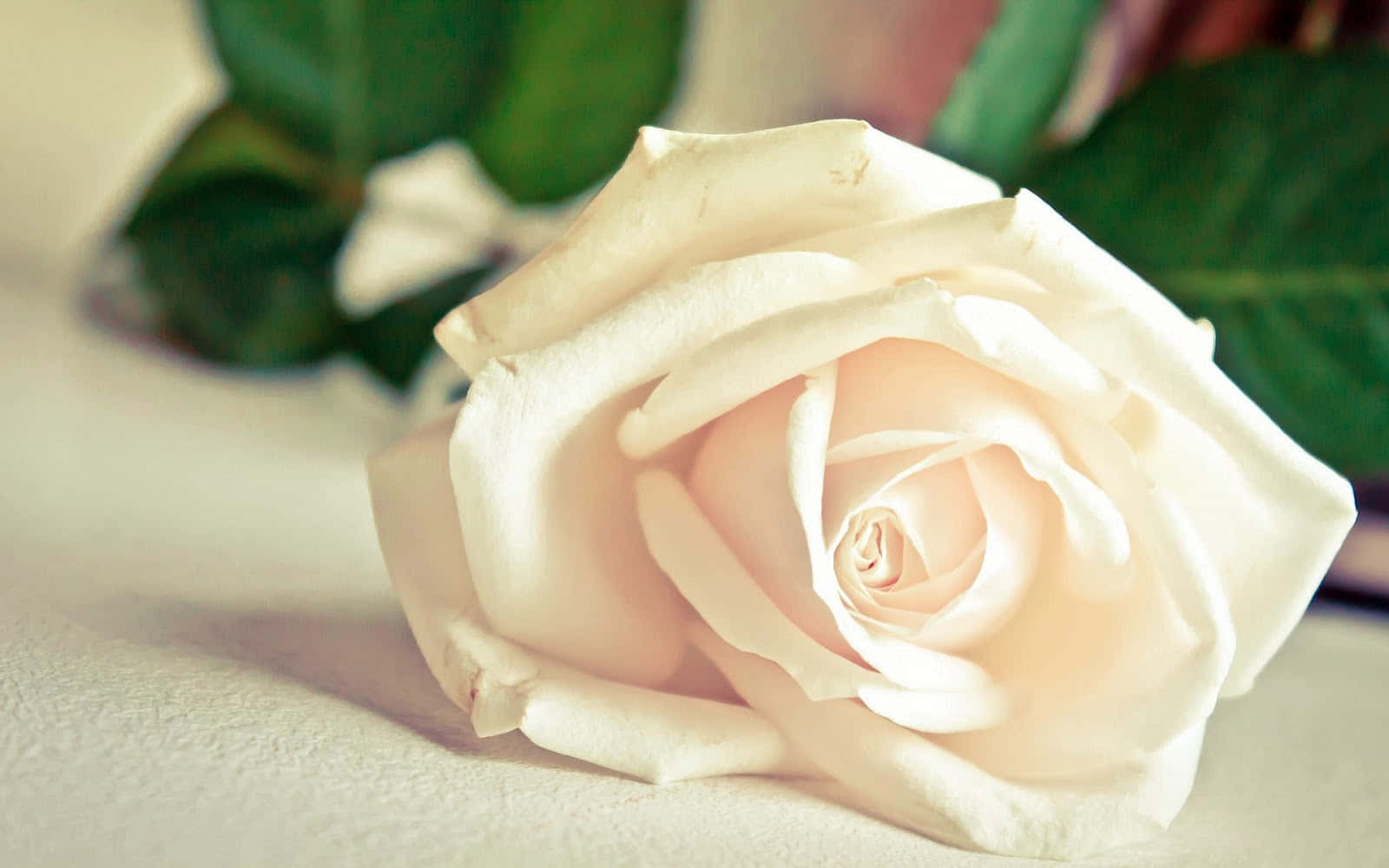 Elegante billeder af hvide roser Wallpapers