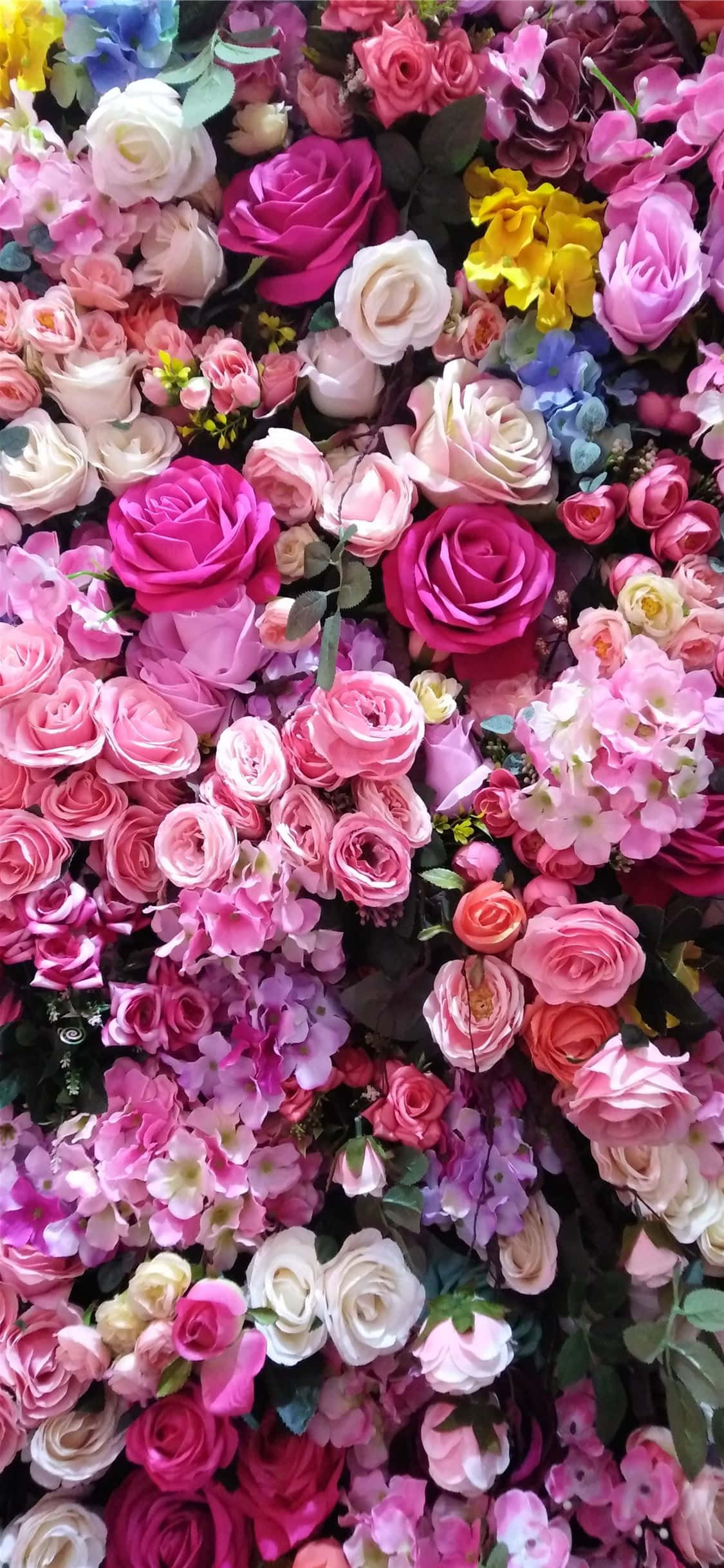 Elegante evighedsroser i fuldt flor Wallpapers