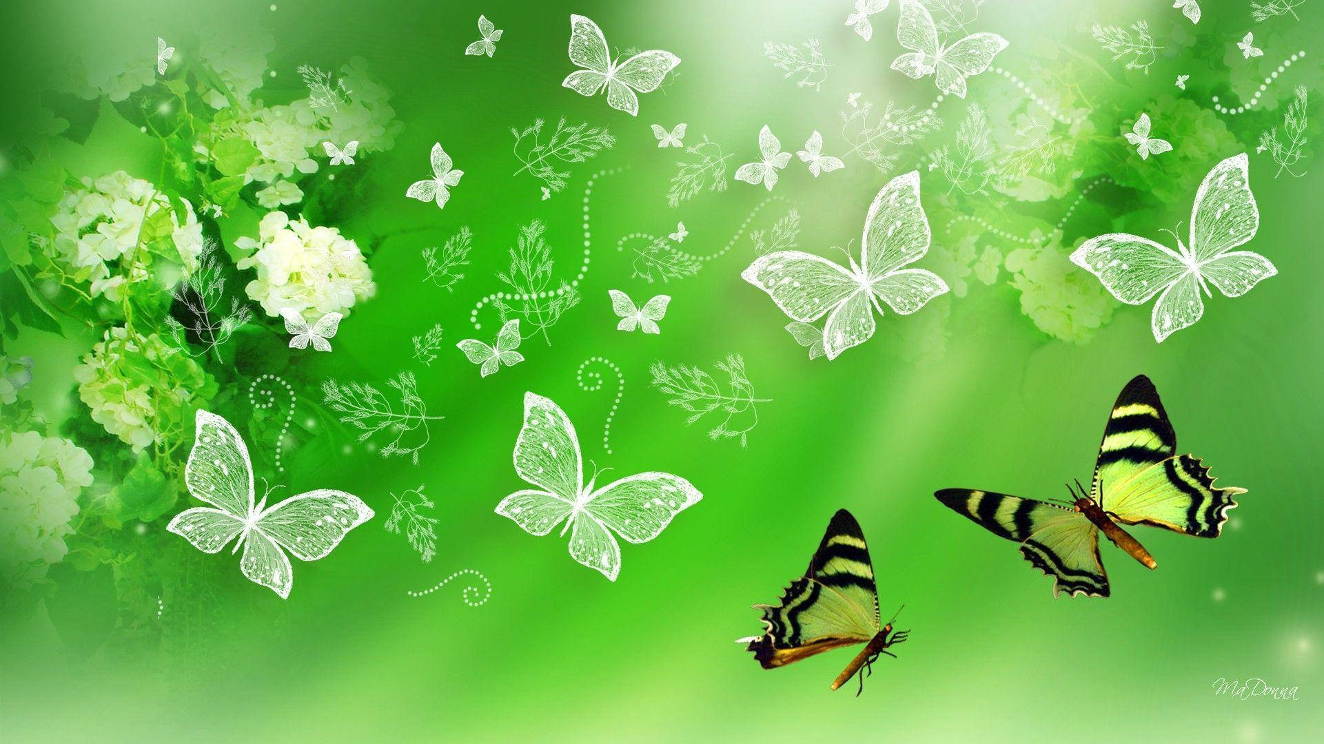 Elegante sommerfugle æstetik Wallpapers