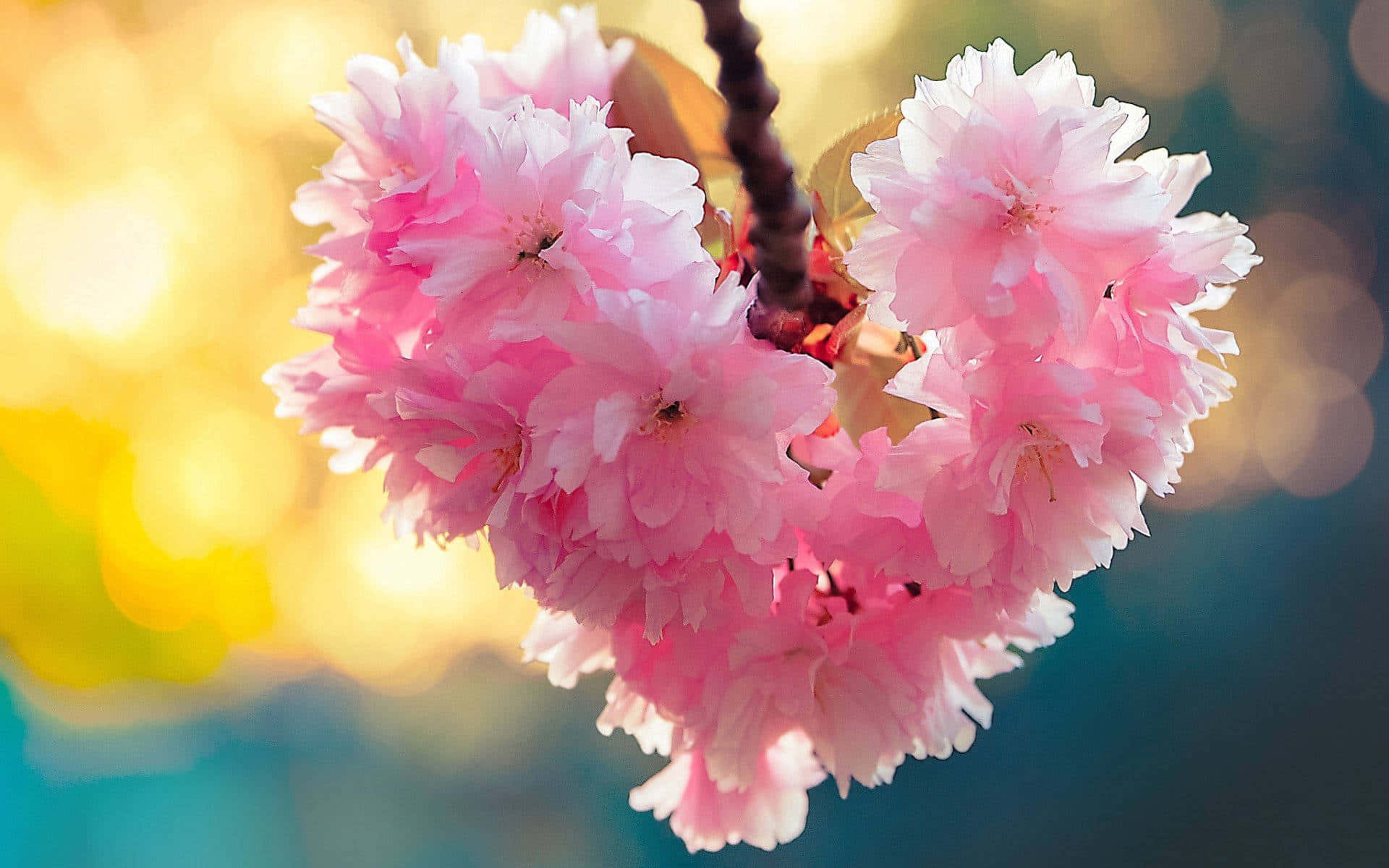 Elsk dit hjerte Wallpapers