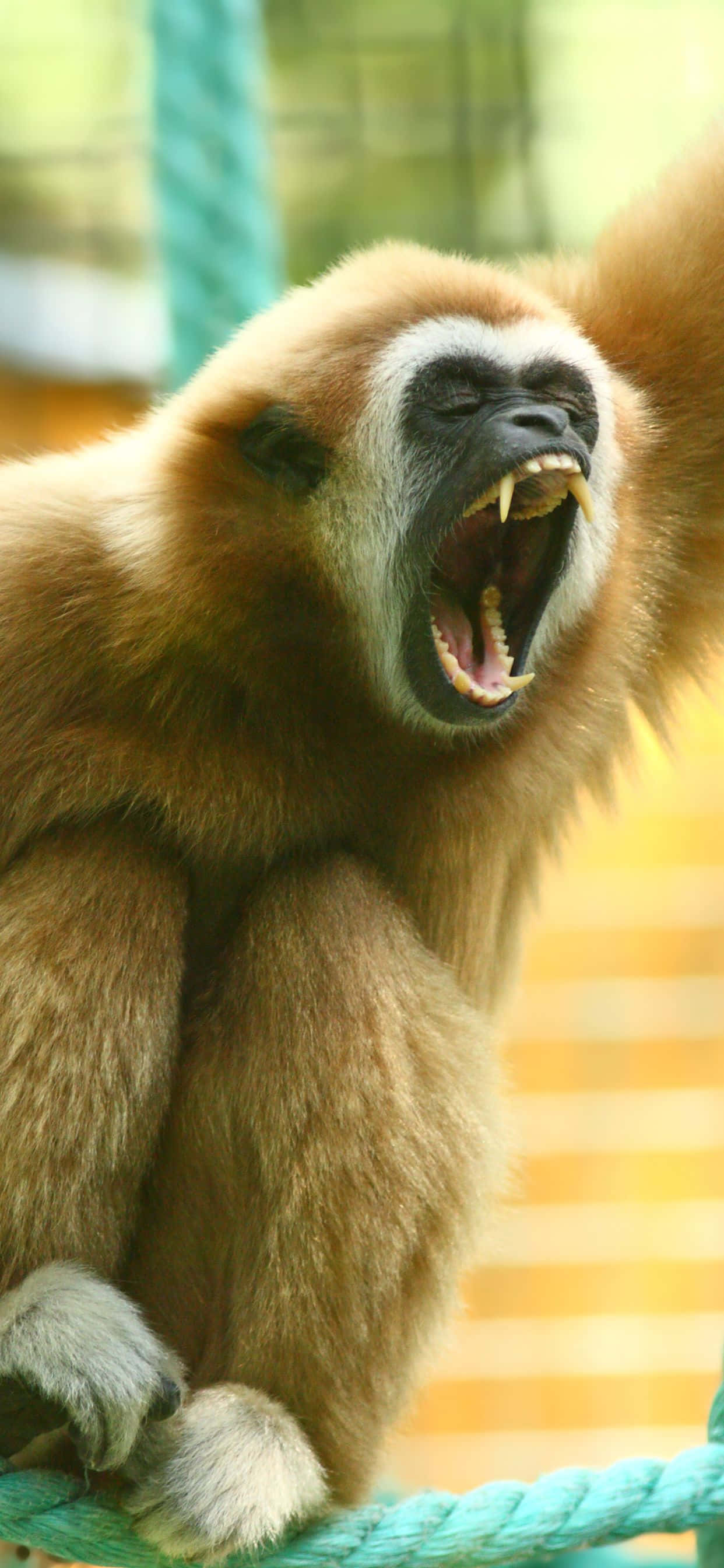 en abe sidder på et reb Wallpapers