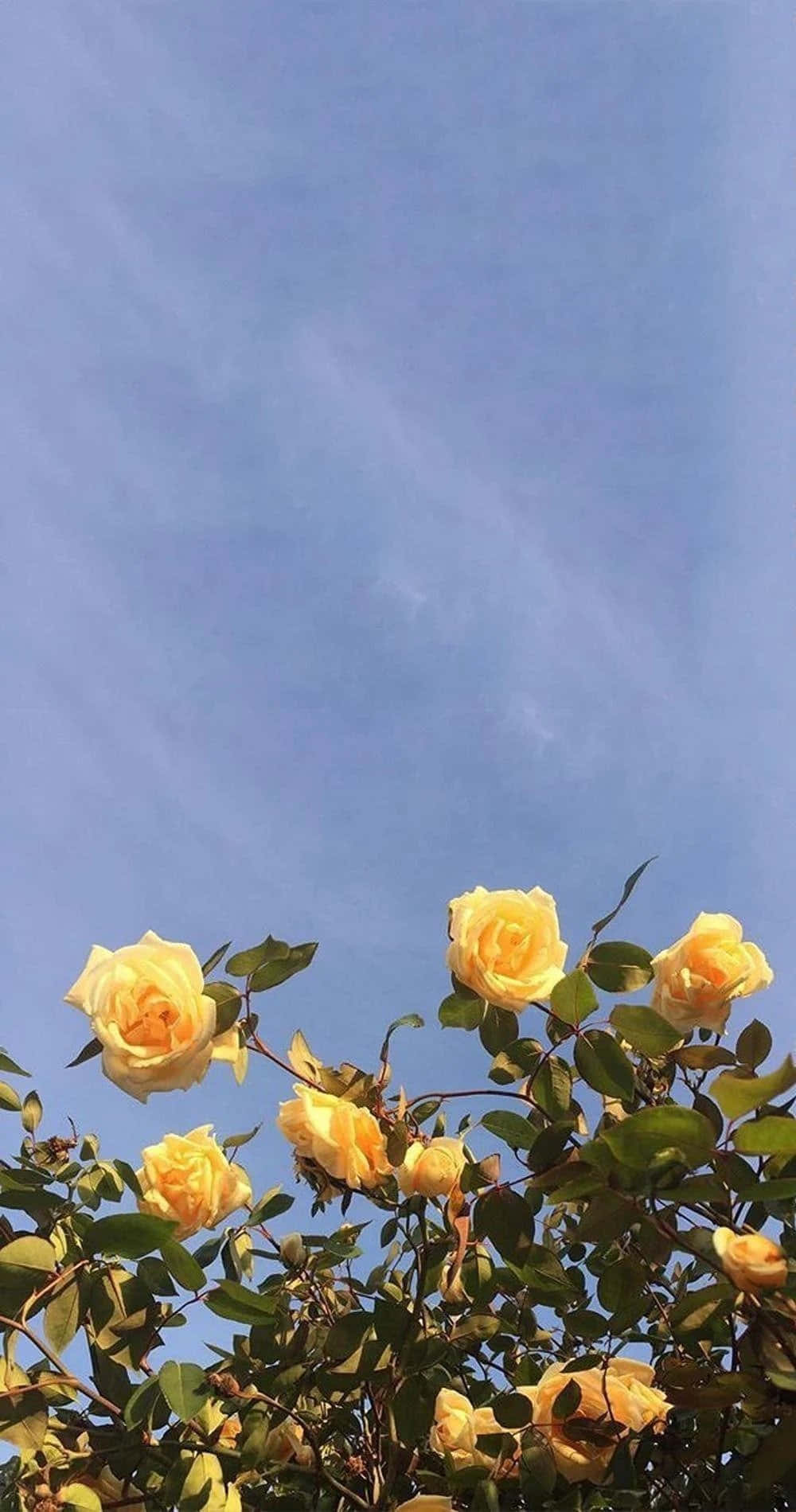 En æstetisk buket af blomster Wallpapers