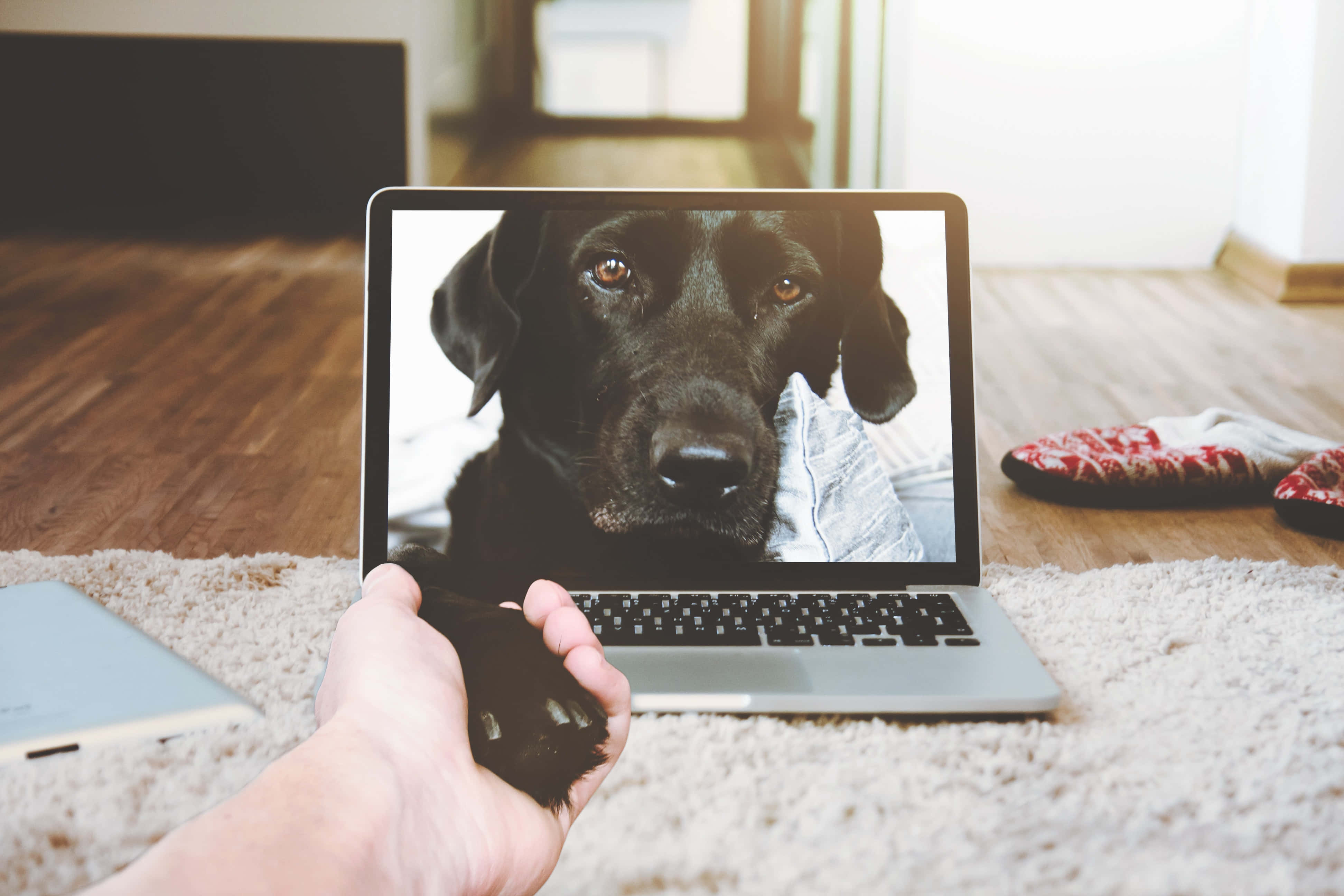 En æstetisk og moderne sølv Macbook Wallpapers