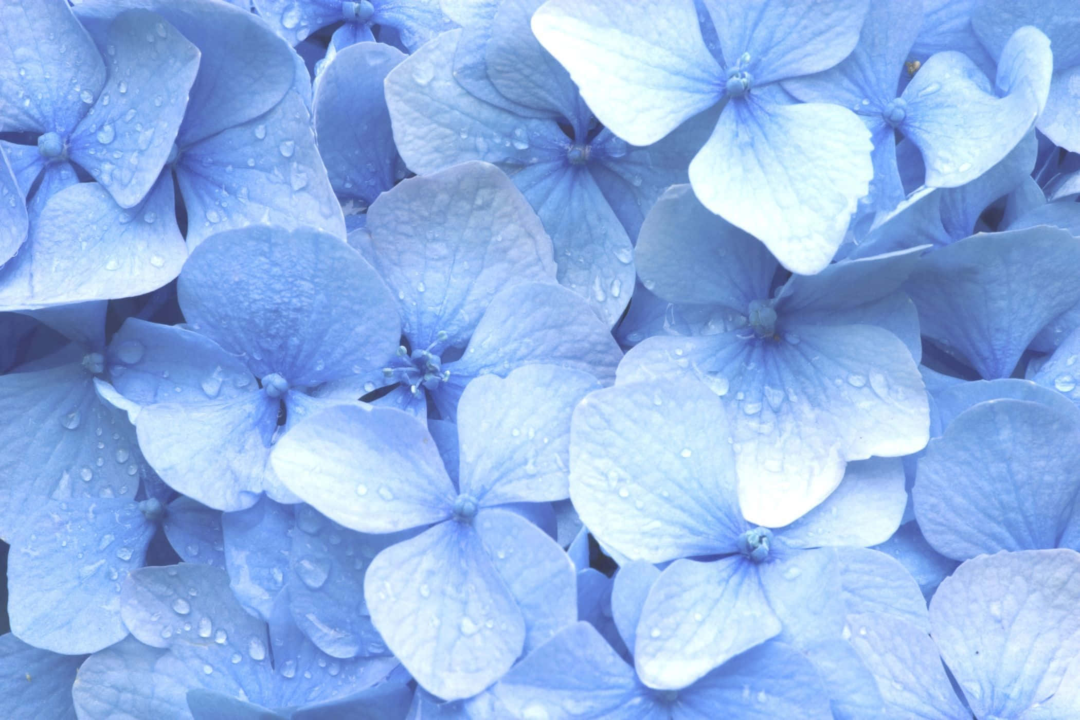 En beroligende blanding af nuancer i et hav af pastelblå. Wallpapers