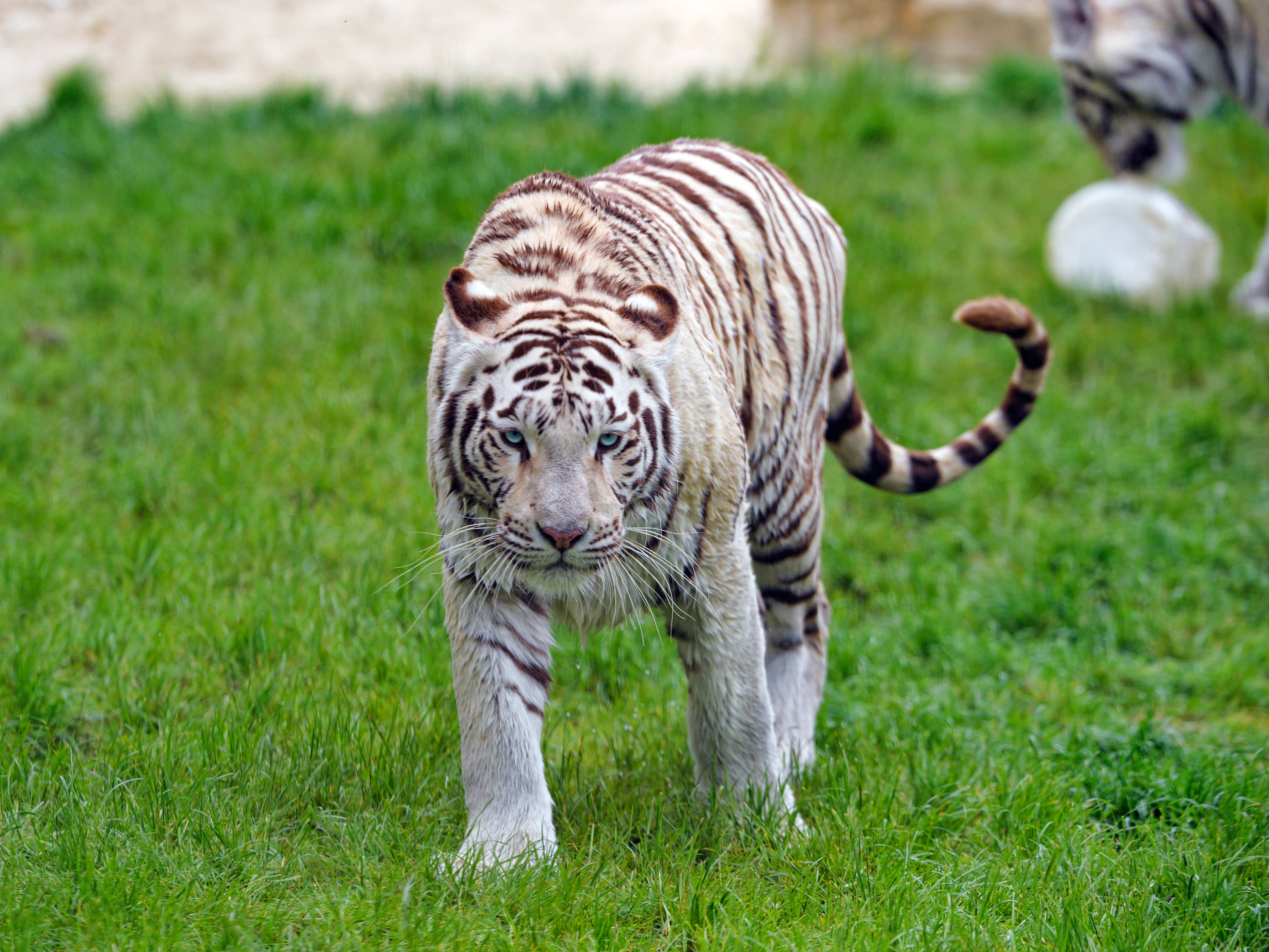 En betagende hvid tiger, der går yndefuldt gennem græsset Wallpapers