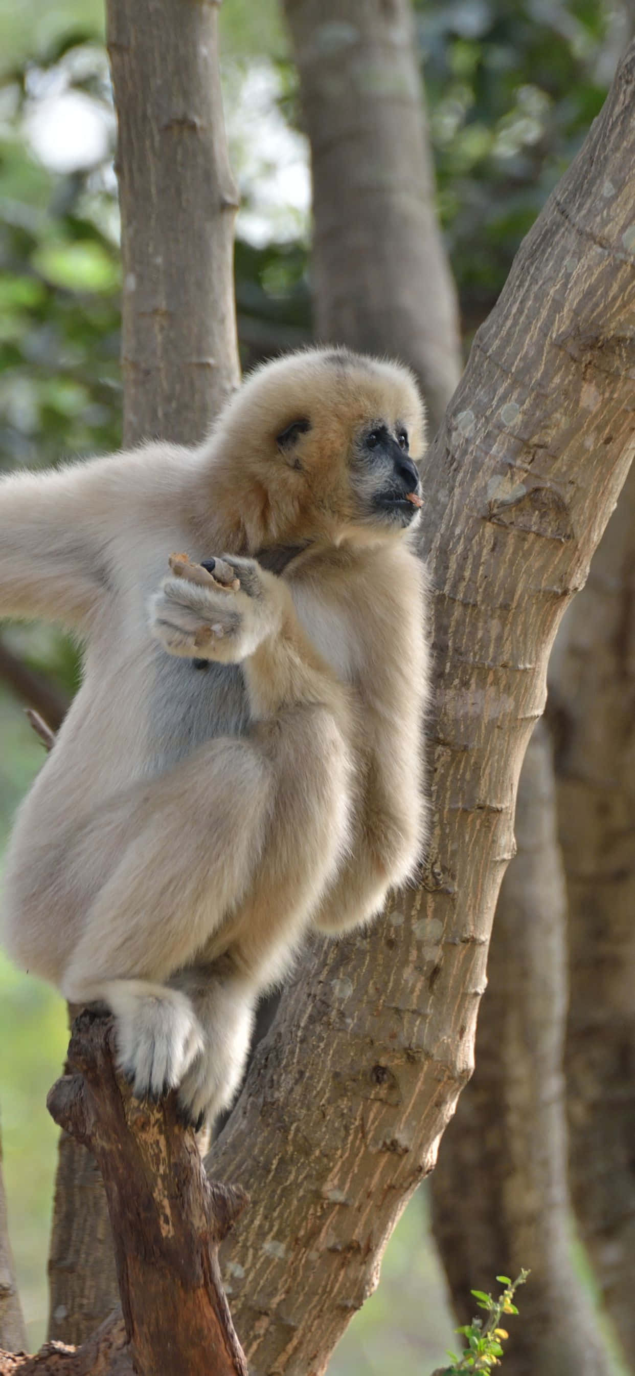 En betagende udsigt over iPhone Xs Max og en Gibbon Wallpapers