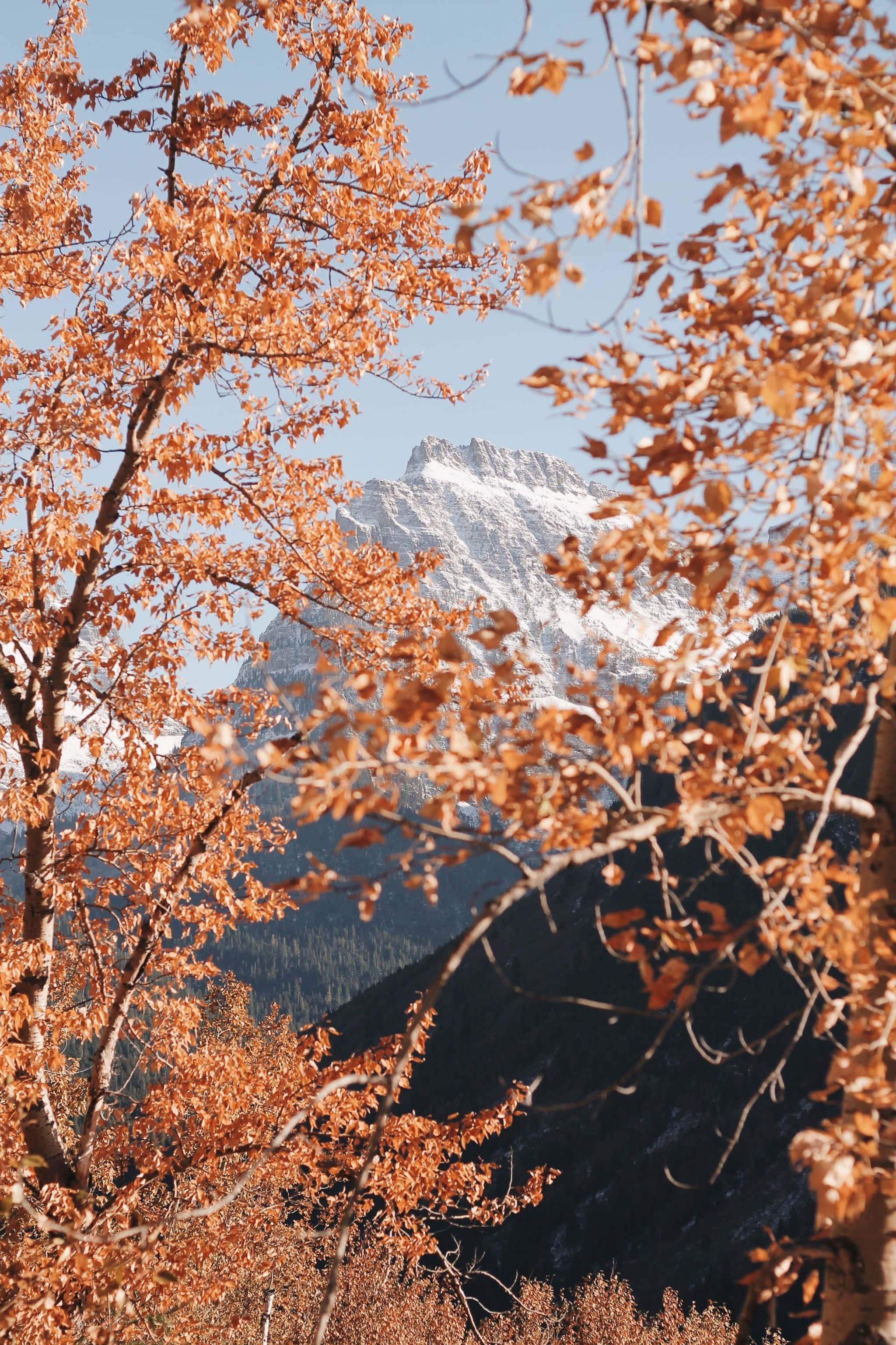 en bjergkæde med træer og bjerge i baggrunden Wallpapers
