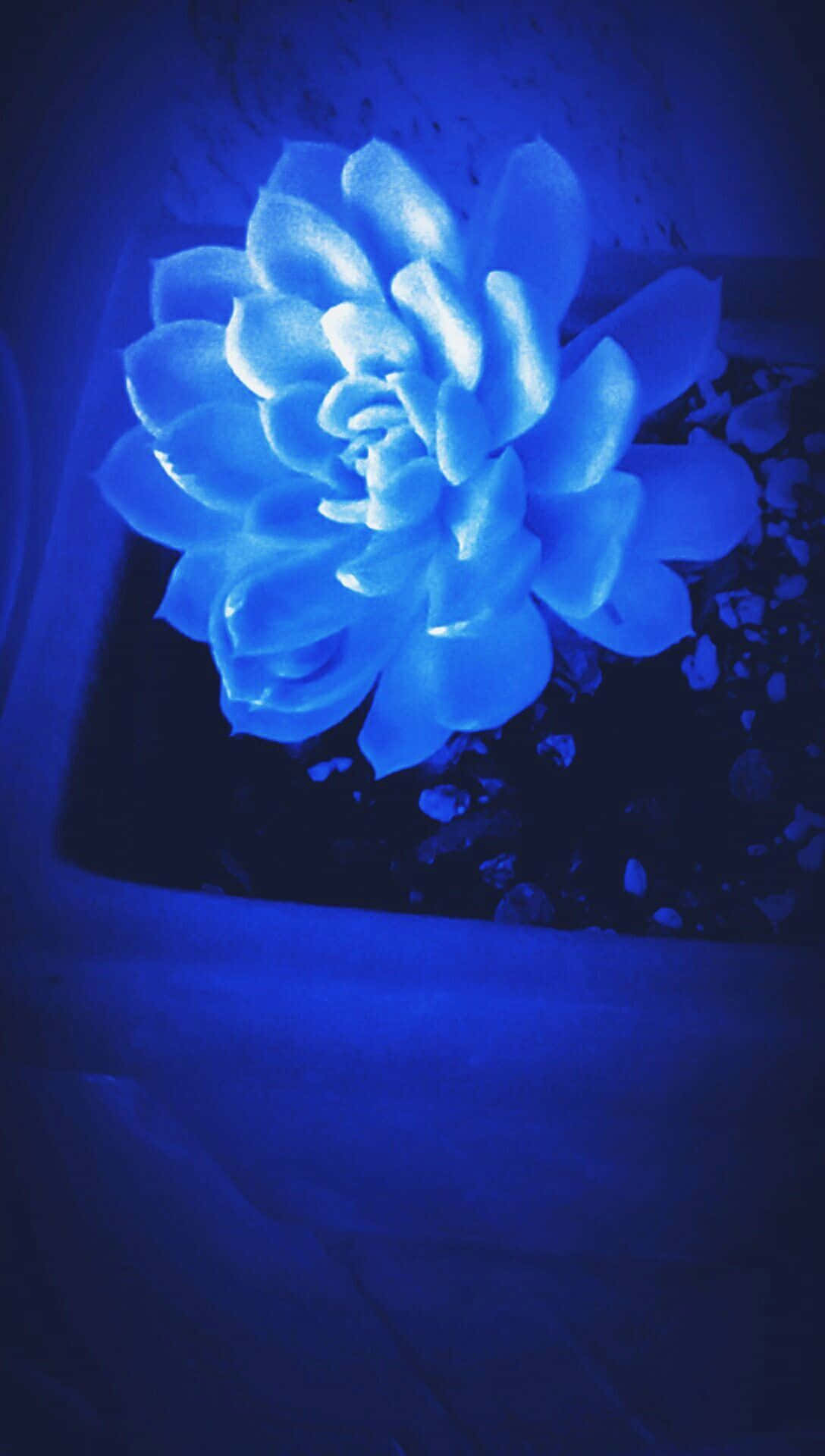 en blå blomst i en potte Wallpapers